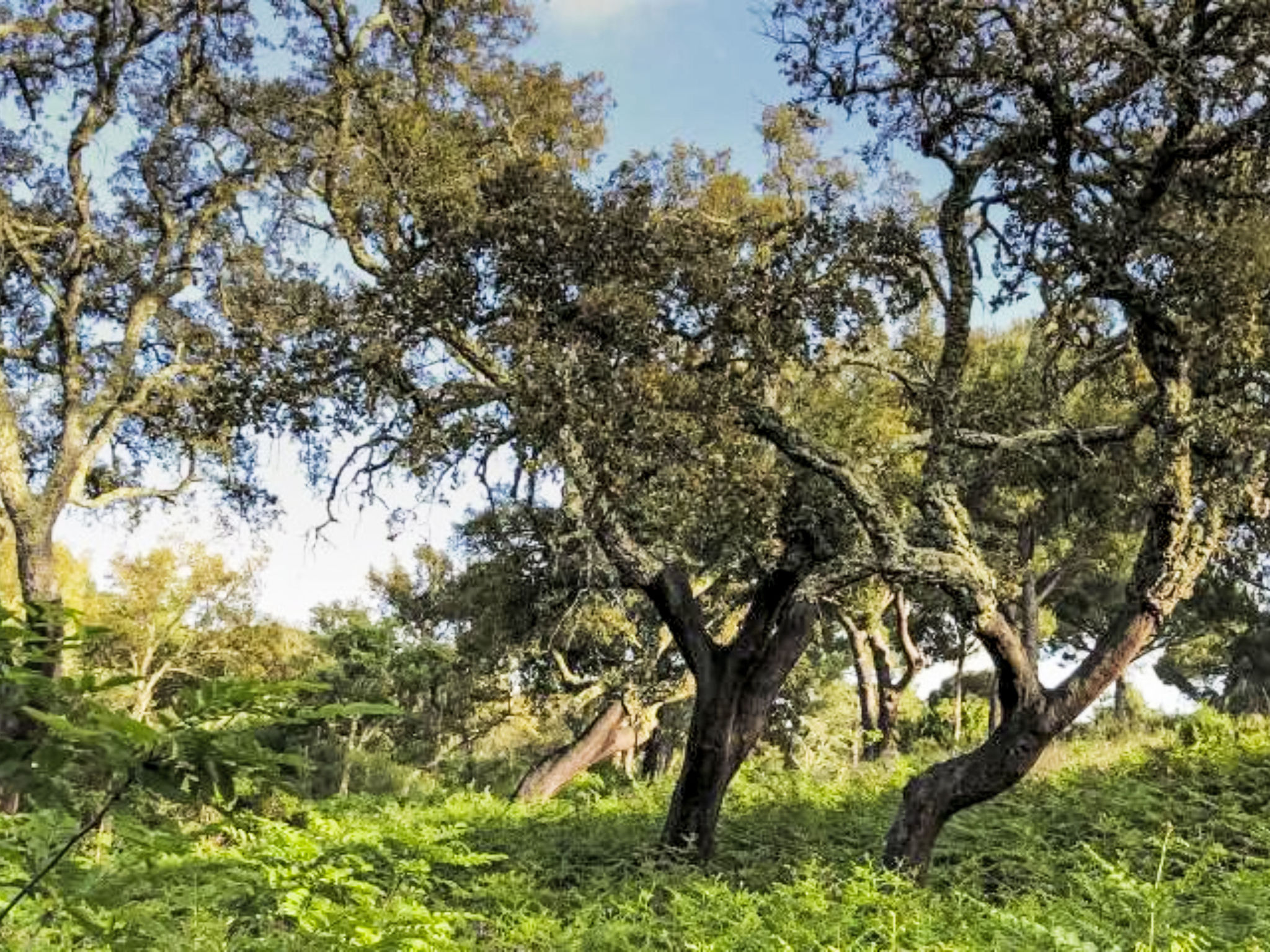 Villa Cegonha-Dehors