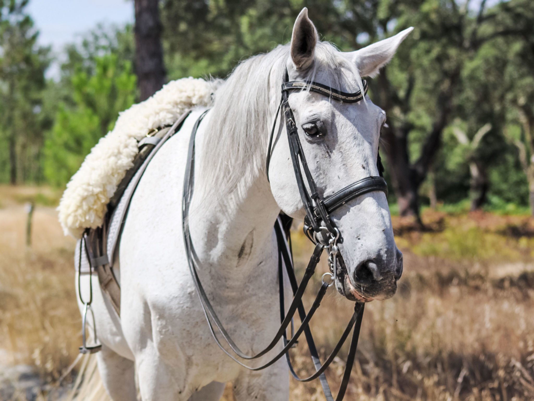 Villa Cegonha-Dehors