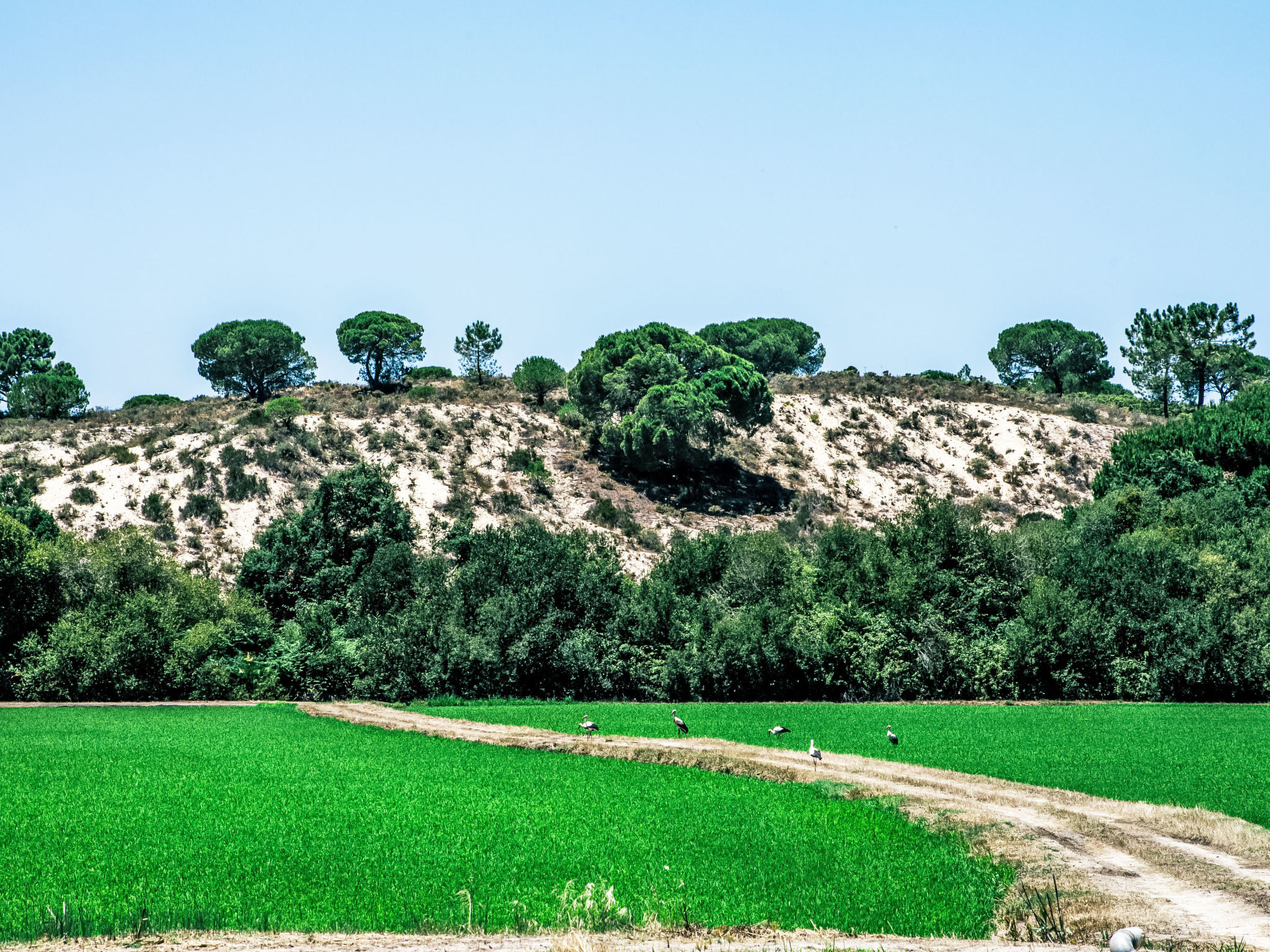 Herdade de Montalvo, Villa 60-Area