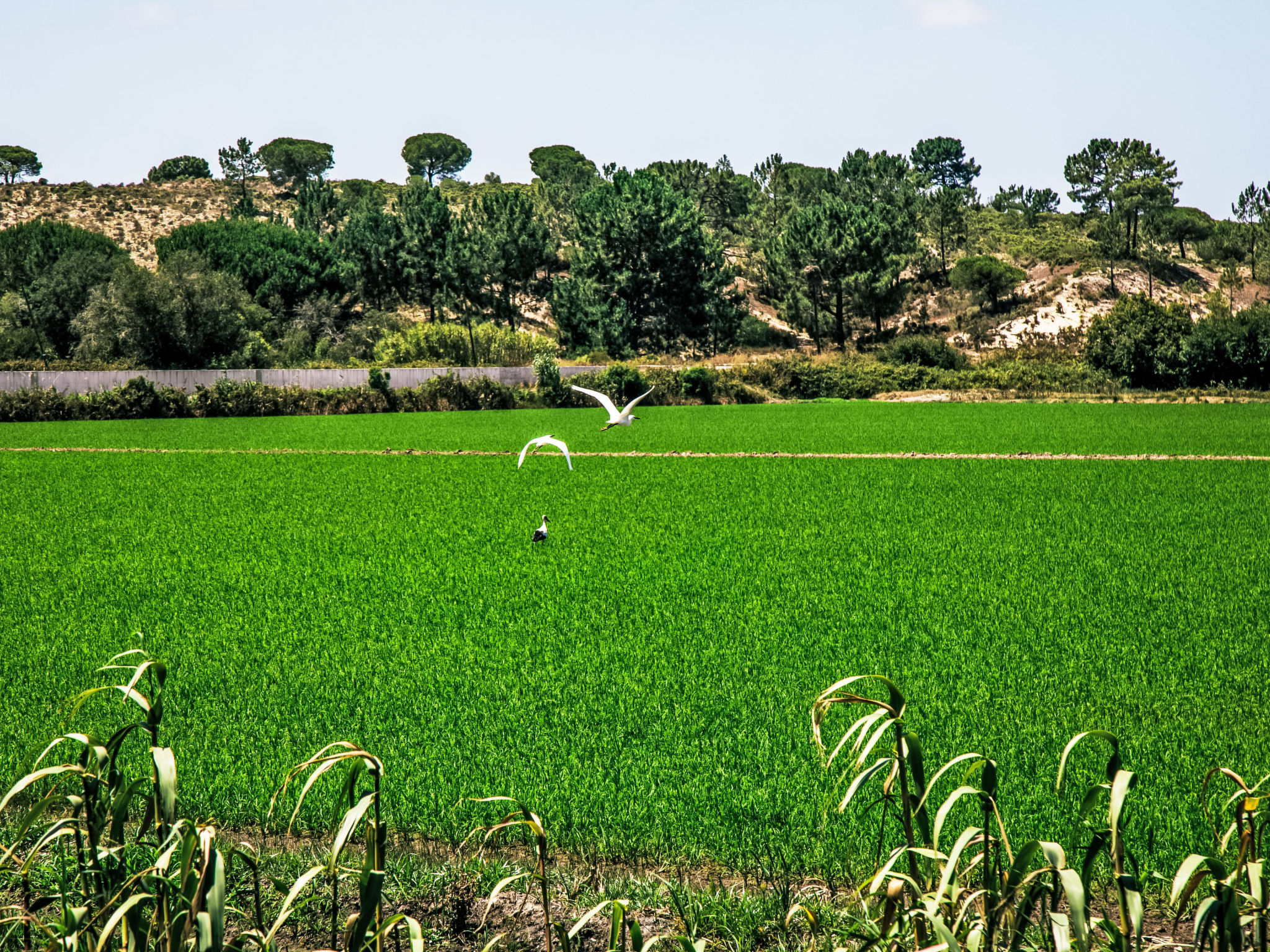 Vista Panorâmica, Herdade de Montalvo-Omgeving