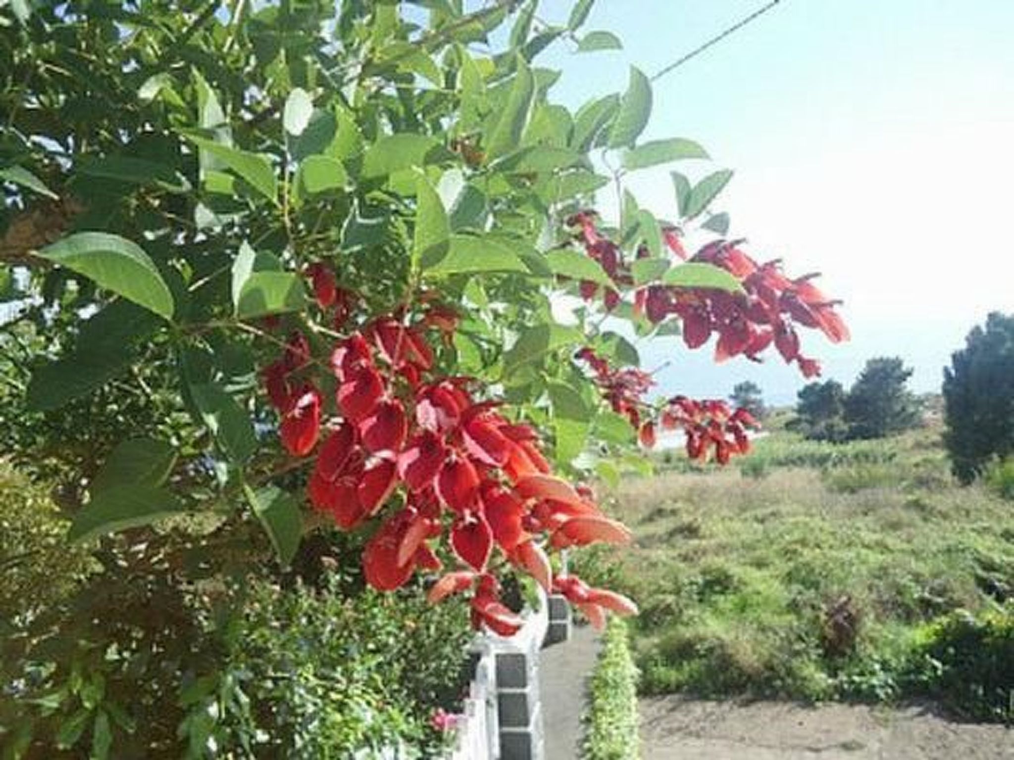 Schönes Ferienhaus in Prazeres-Drinnen