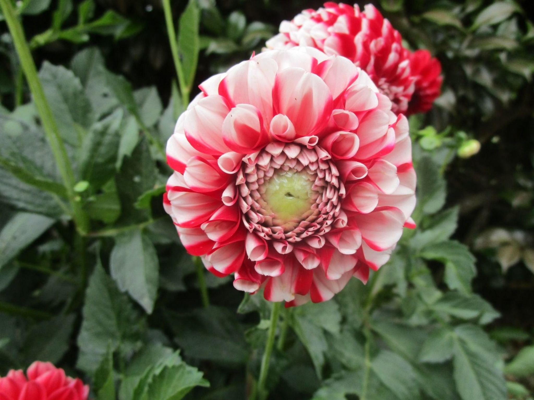 Bauernhof mit privatem Pool in Açores-Image-tags.info