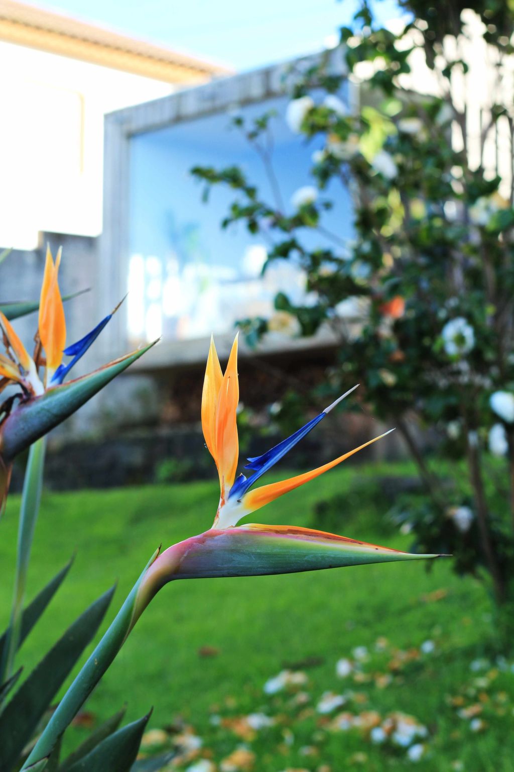 Casa da Talha, Rustikaler Charme auf den Azoren-Binnen