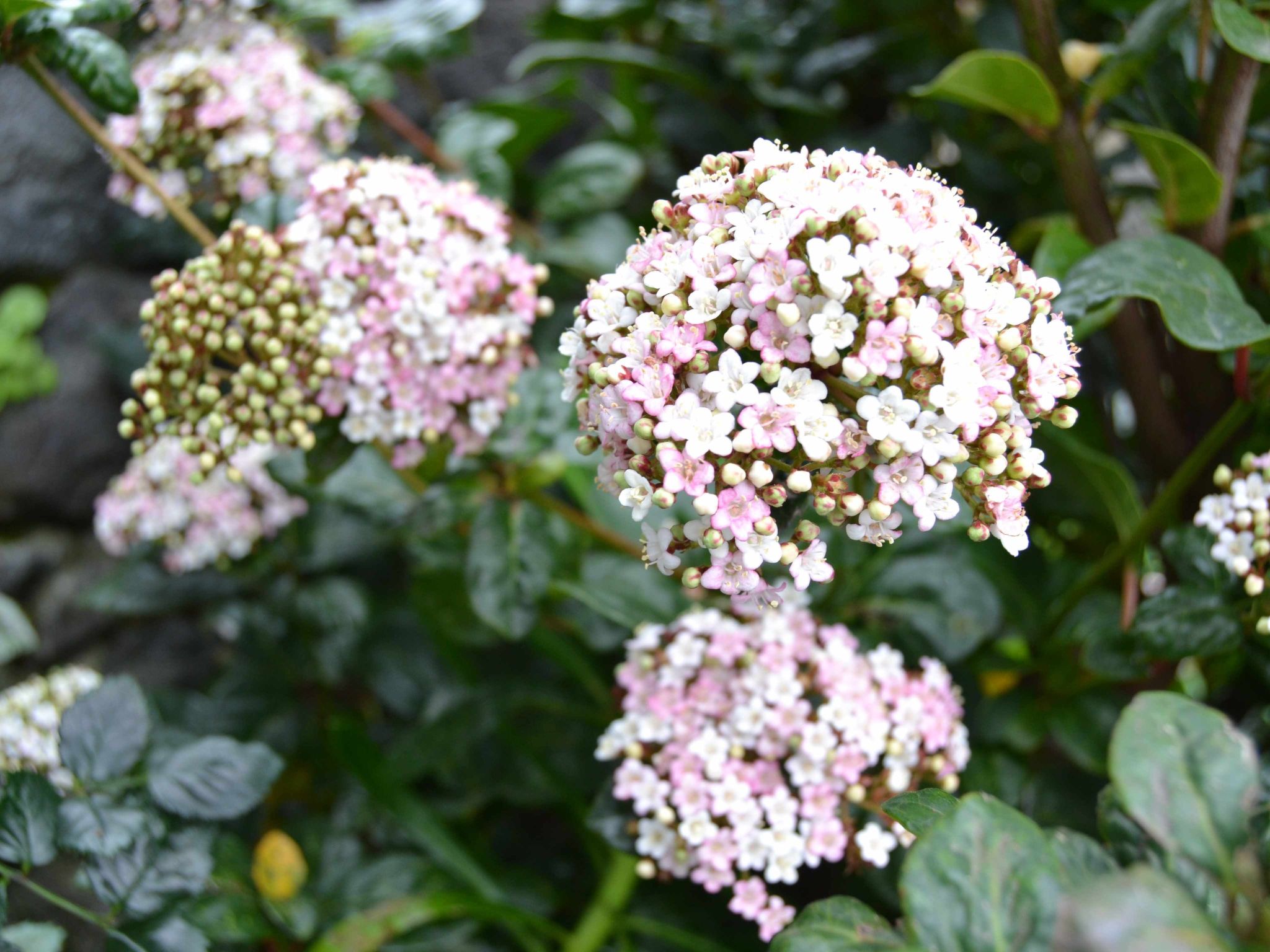 Tradicampo-Casa do Tanque-Binnen