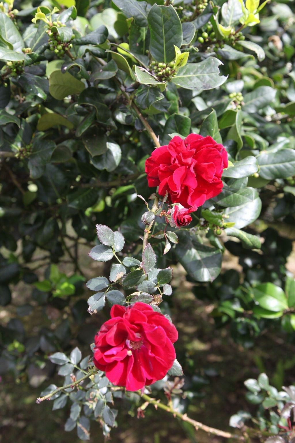 Haus der Patin 1-Binnen