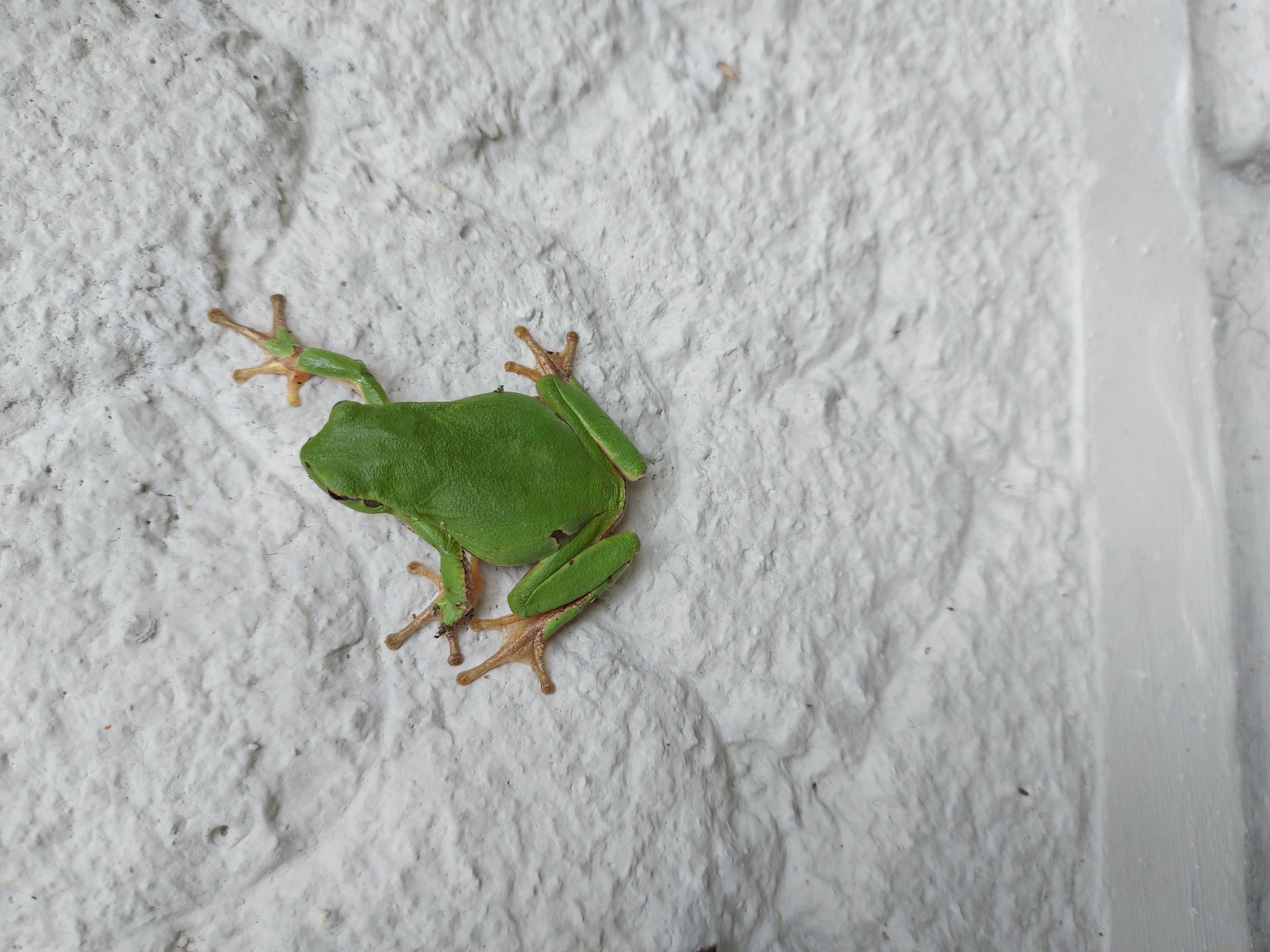 Berghütte "Pumbaa House" mit eigenem 'Pool'-Binnen