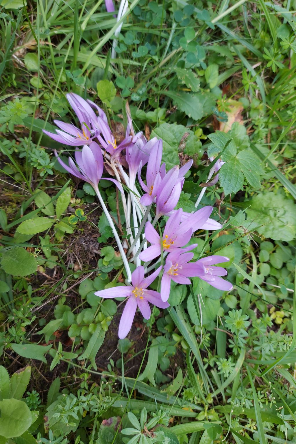 Berghütte "Pumbaa House" mit eigenem 'Pool'-Binnen