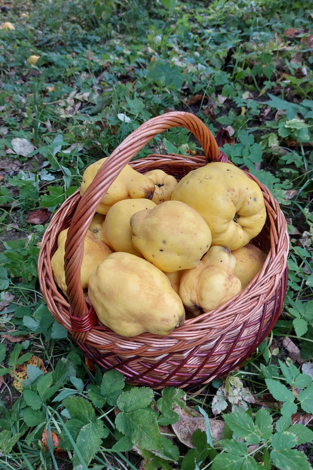 Berghütte "Pumbaa House" mit eigenem 'Pool'-Binnen