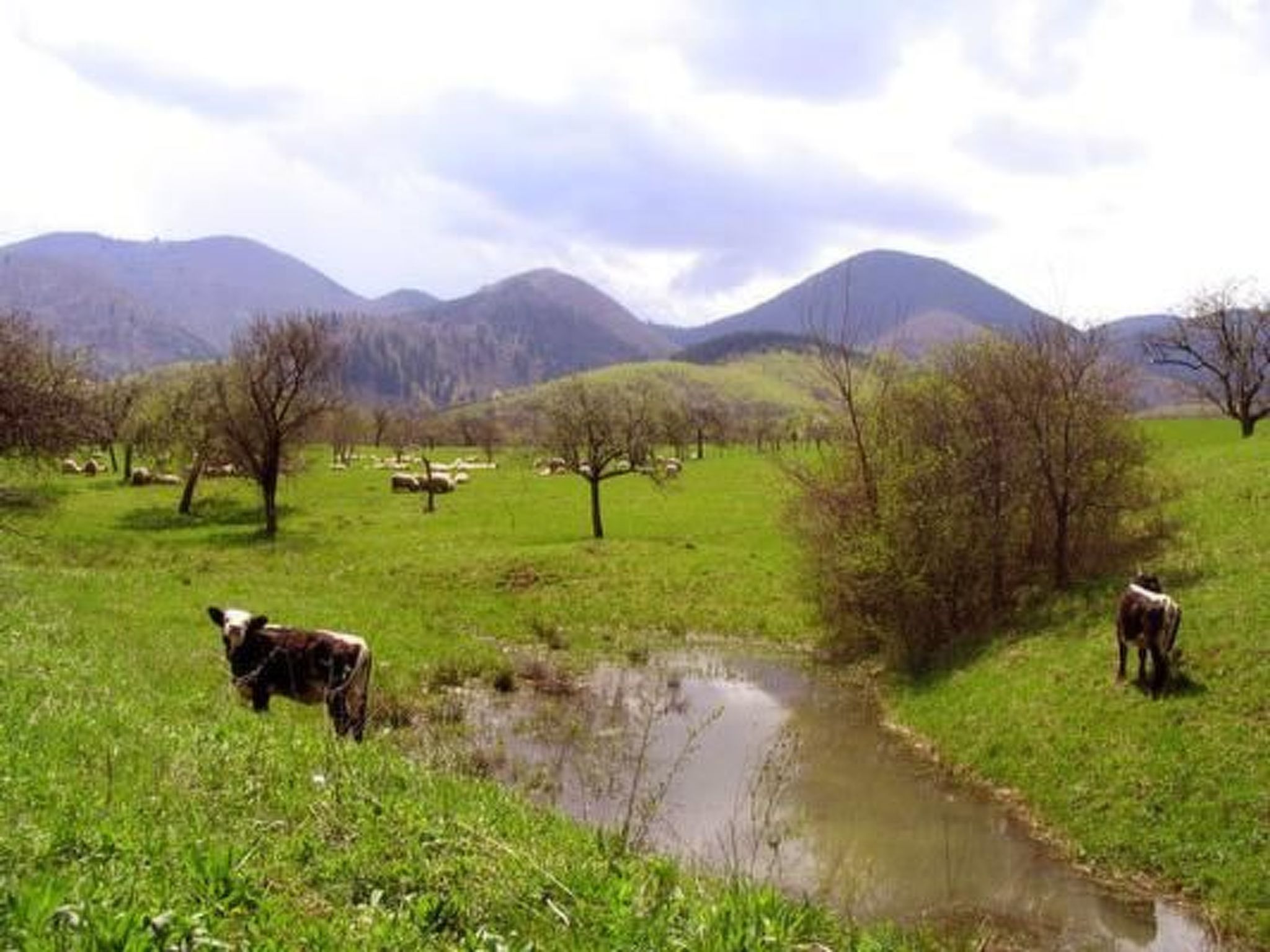 Casa Crina in Karpaten-Dorf in Siebenbürgen-Image-tags.info