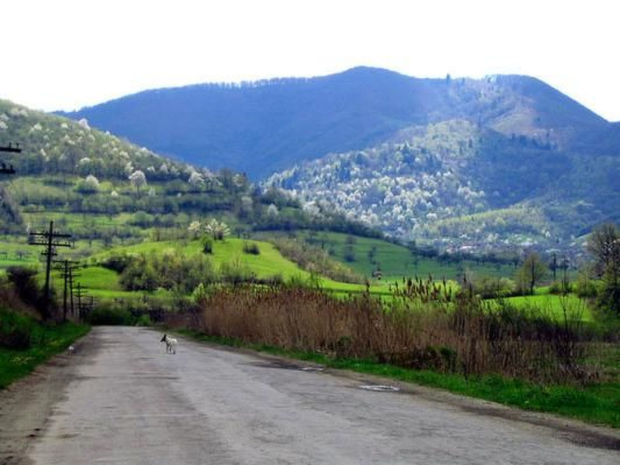 Casa Crina in Karpaten-Dorf in Siebenbürgen-Image-tags.info
