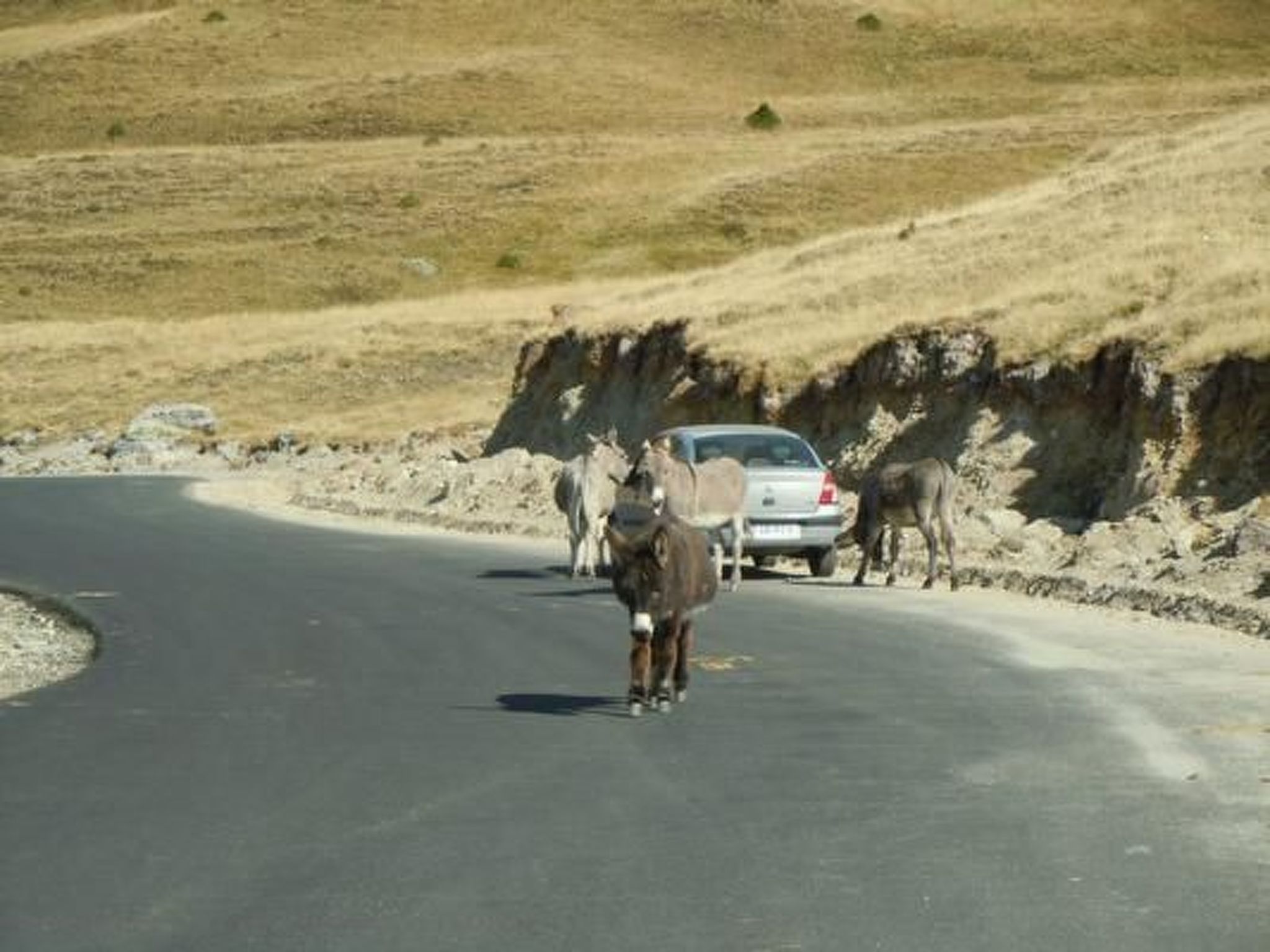 Casa Crina in Karpaten-Dorf in Siebenbürgen-Image-tags.info