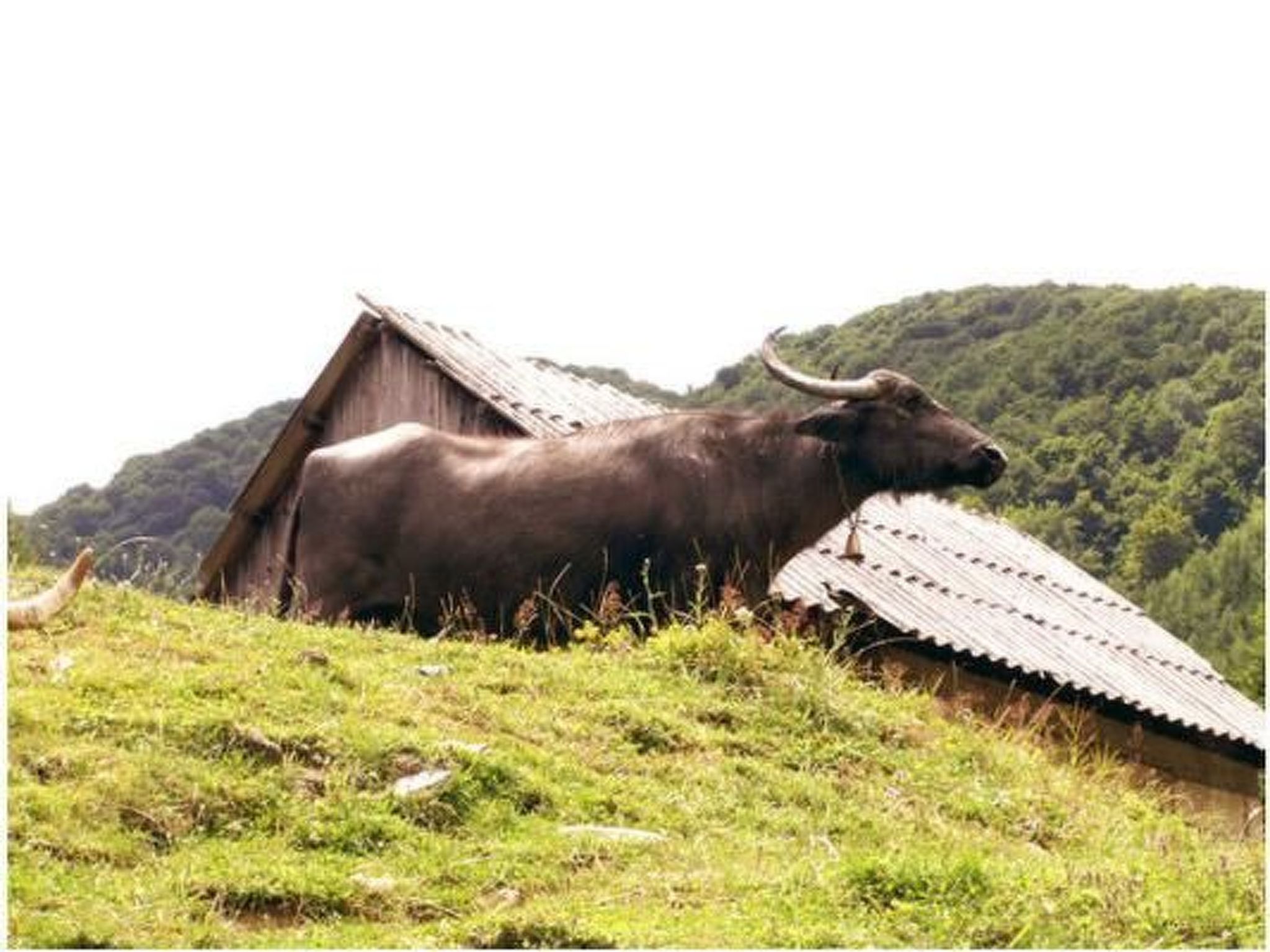 Casa Crina in Karpaten-Dorf in Siebenbürgen-Image-tags.info