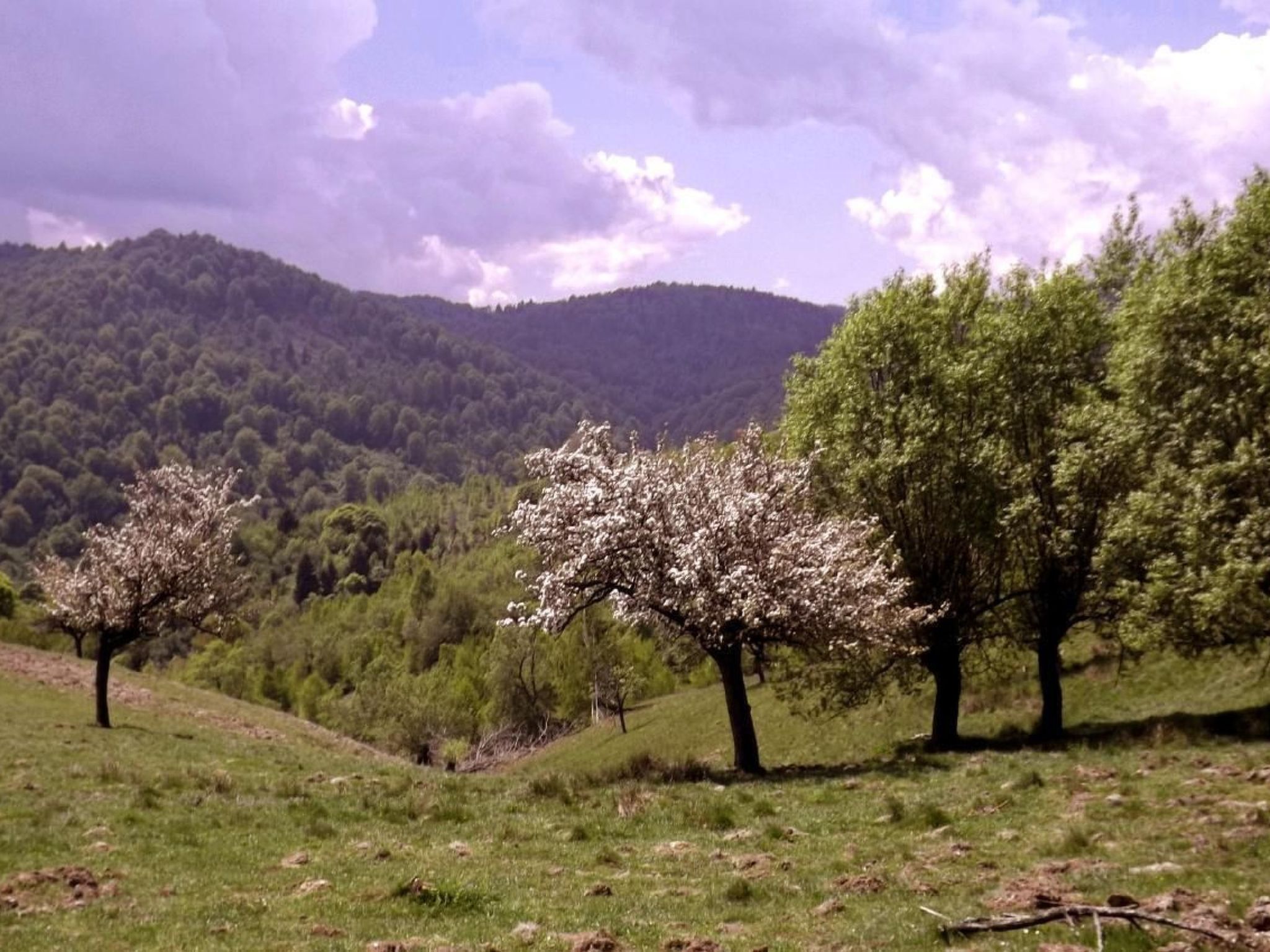 In Sibiel mit Terrasse und Grill-Image-tags.info