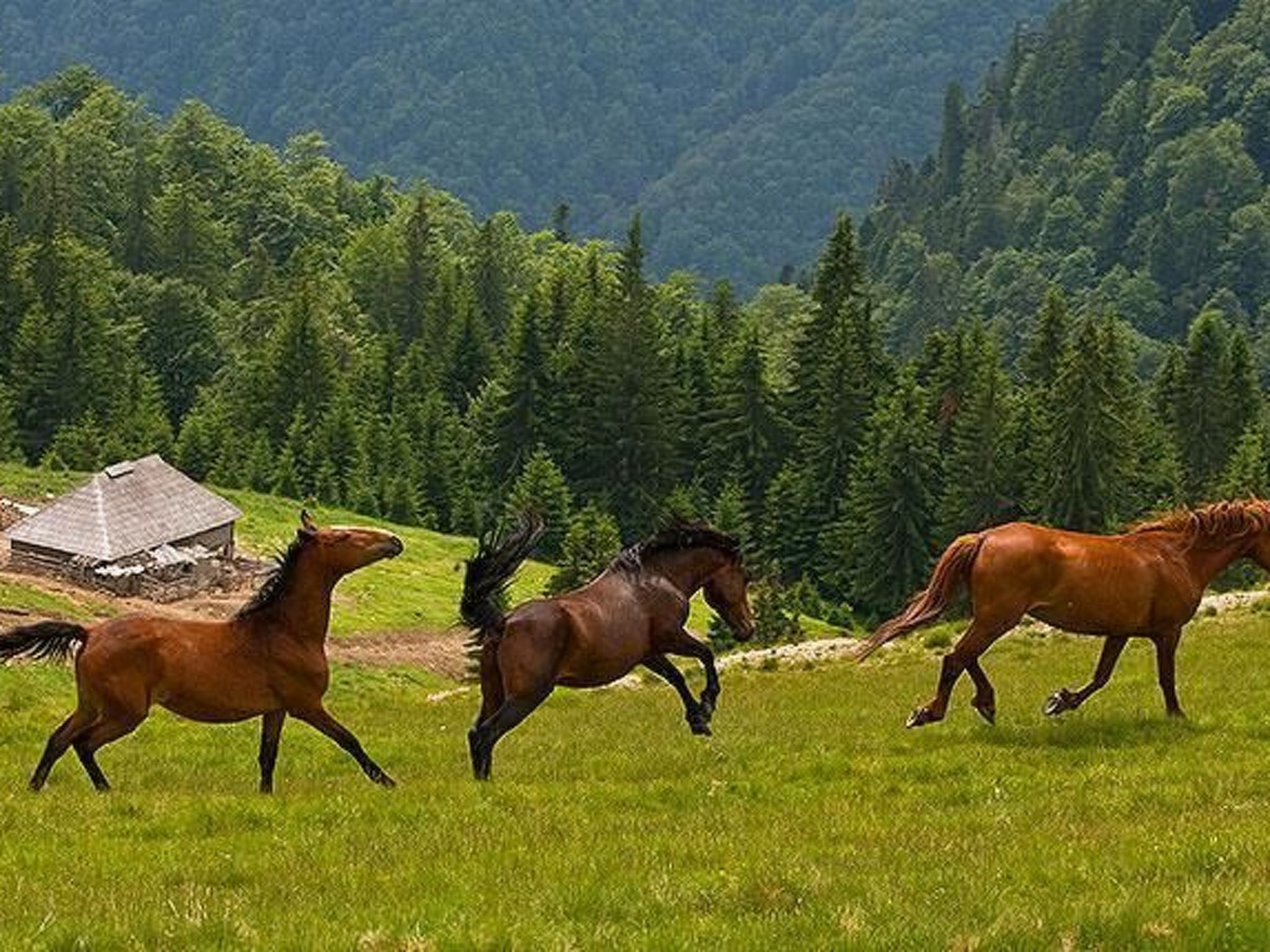 In Sibiel mit Terrasse und Grill-Image-tags.info