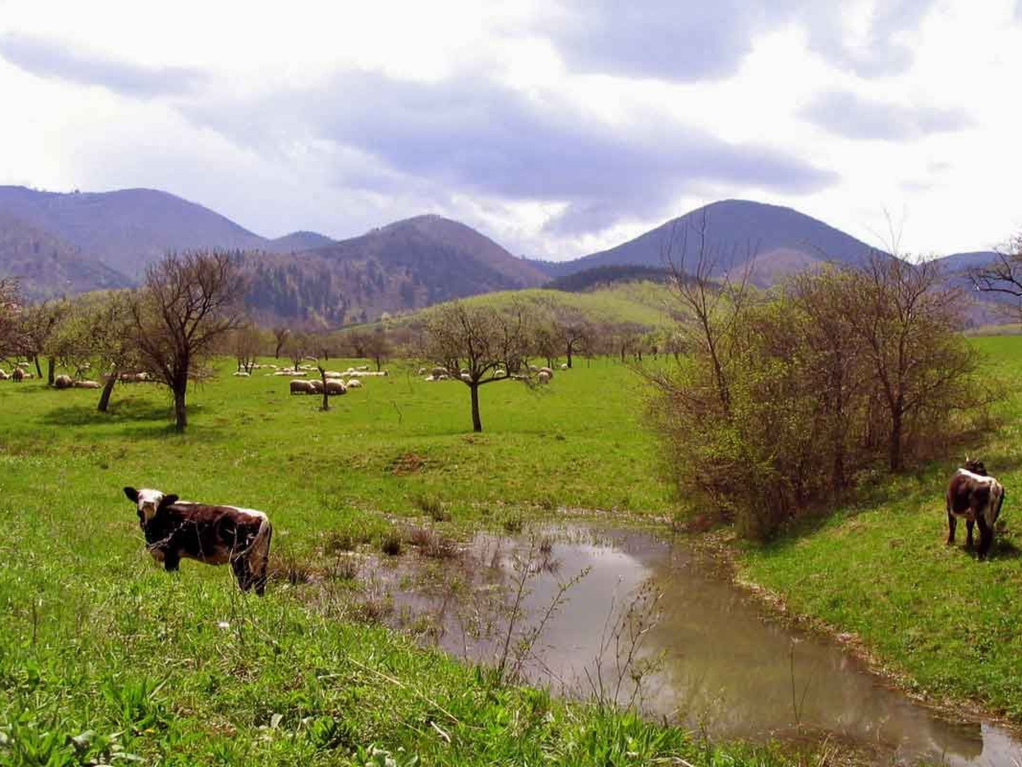 Casa Nicu - traditionelles Landhaus in Hirtendorf-Binnen