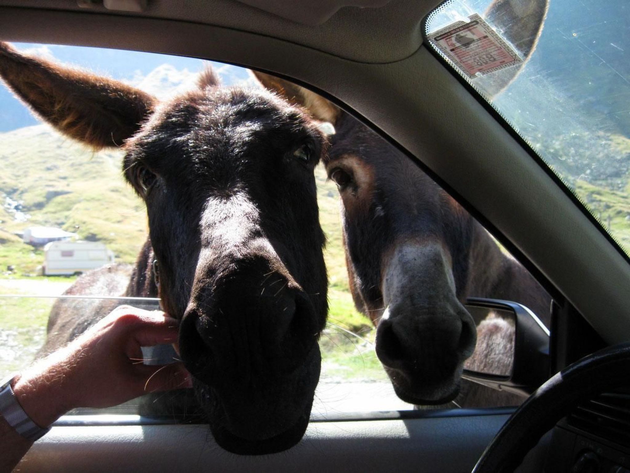 Casa Zollo - nahe den Karpaten Transsilvaniens-Binnen