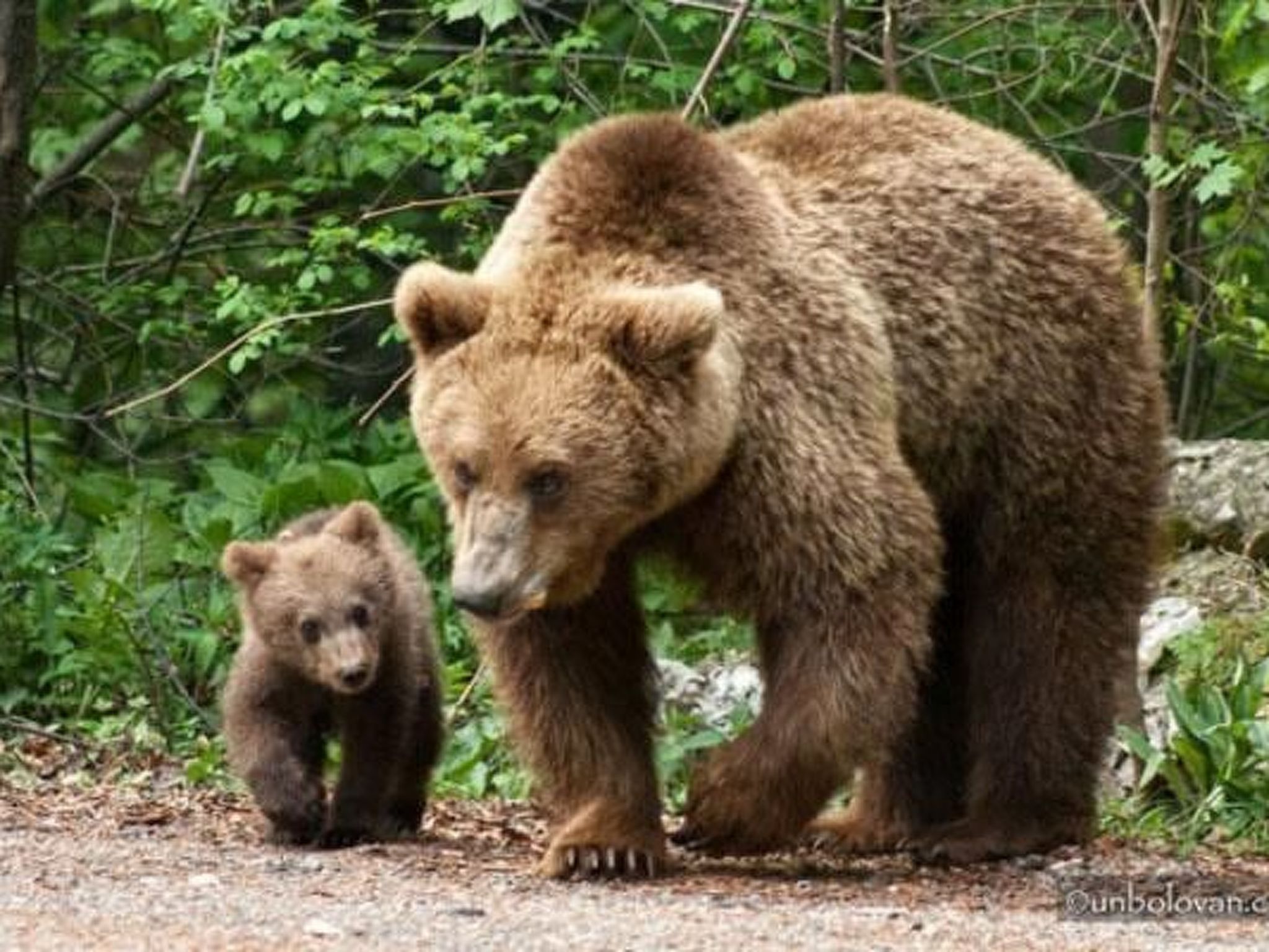 Casa Zollo - nahe den Karpaten Transsilvaniens-Binnen