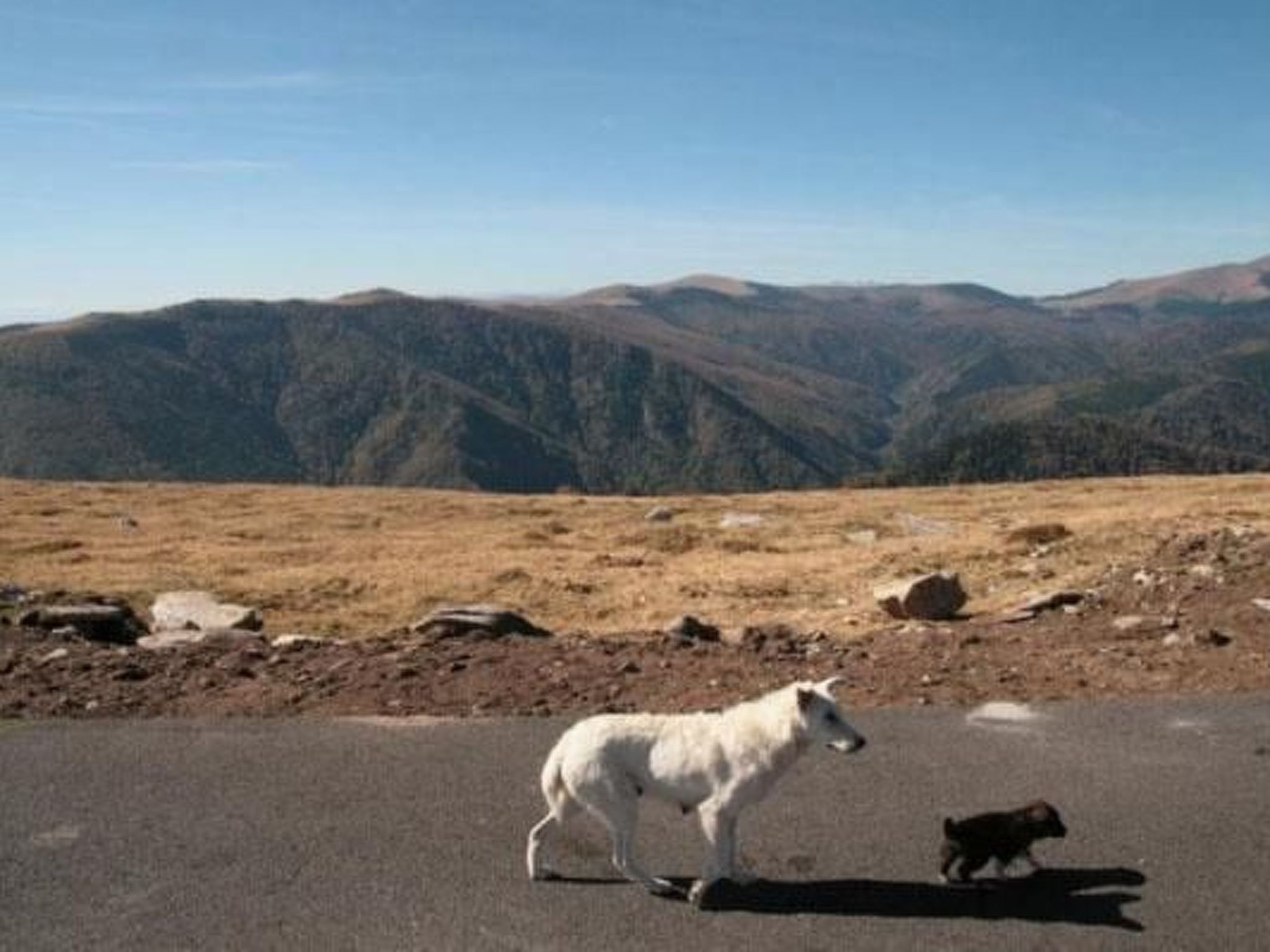 Casa Zollo - nahe den Karpaten Transsilvaniens-Binnen
