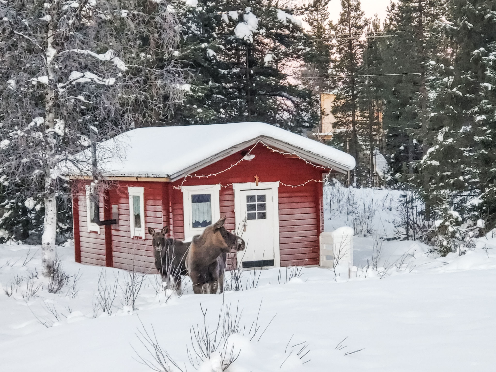 Fjällrävstuga