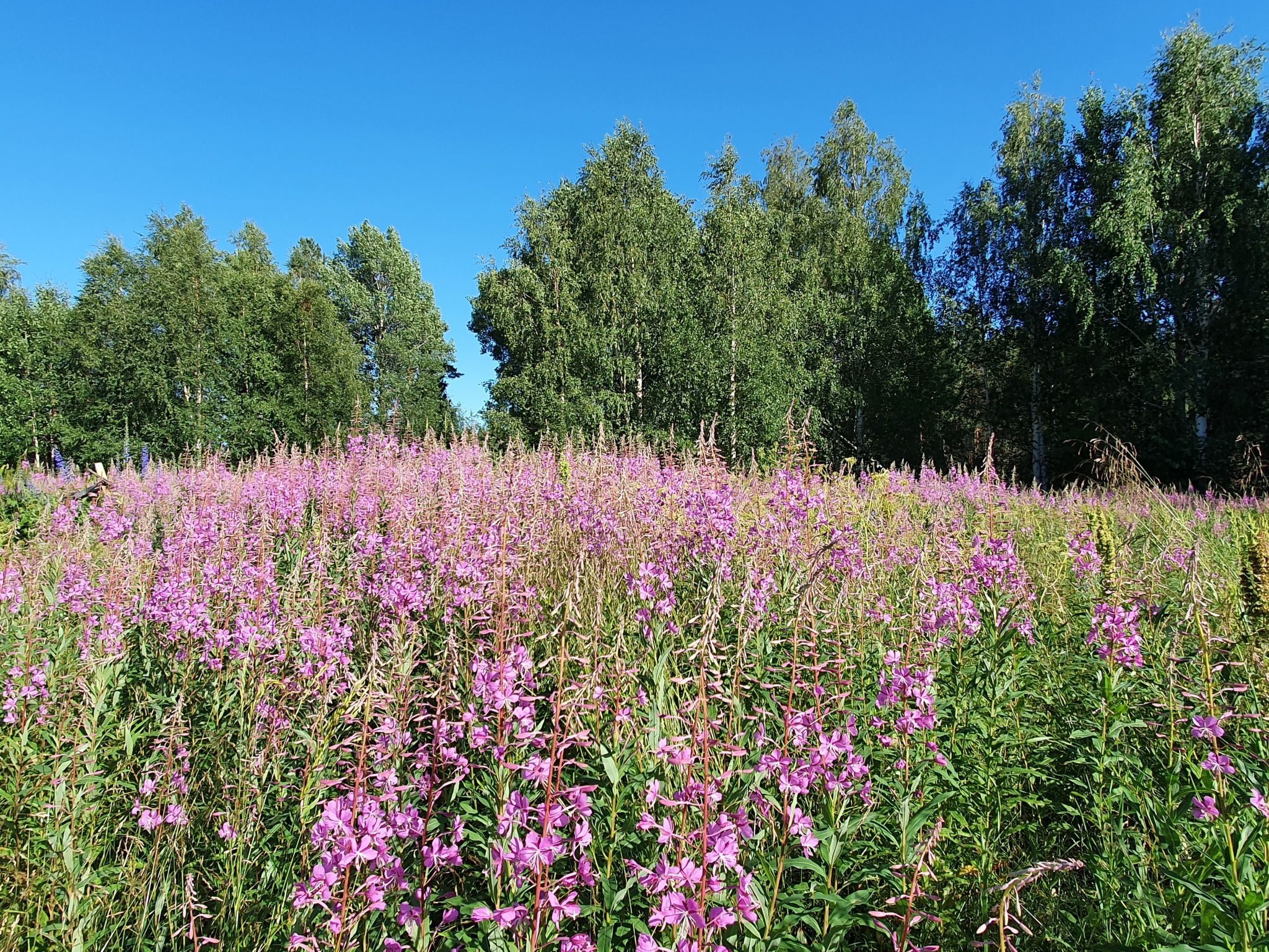Villa Norrsken-Binnen