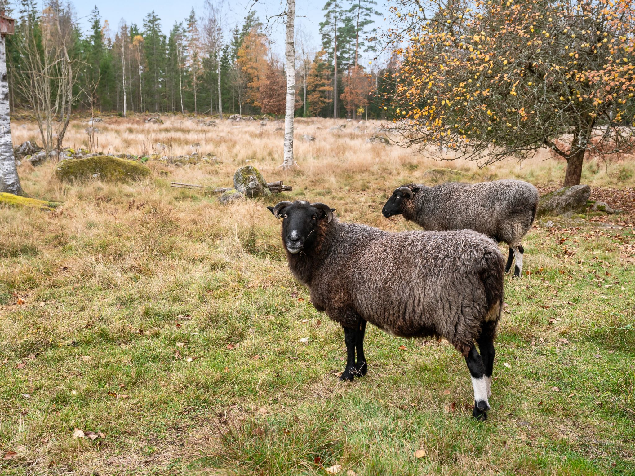 Mjuamåla-Buiten