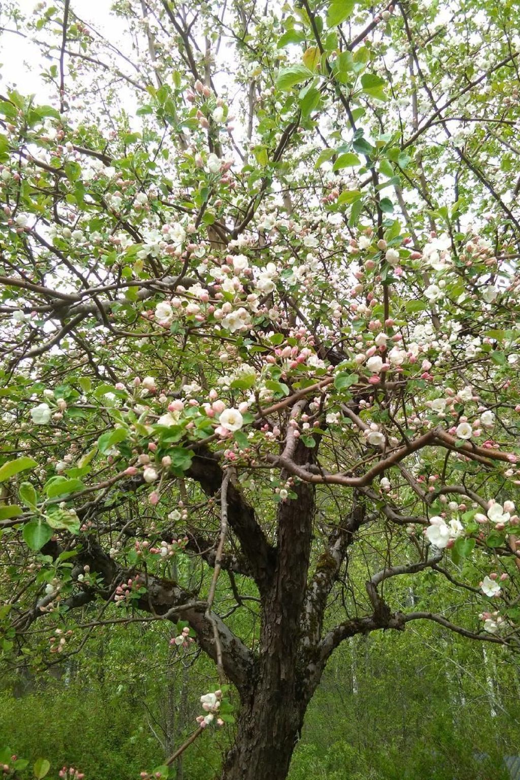 Gemütliches Haus in Arvika mit Garten und Grill-Dedans