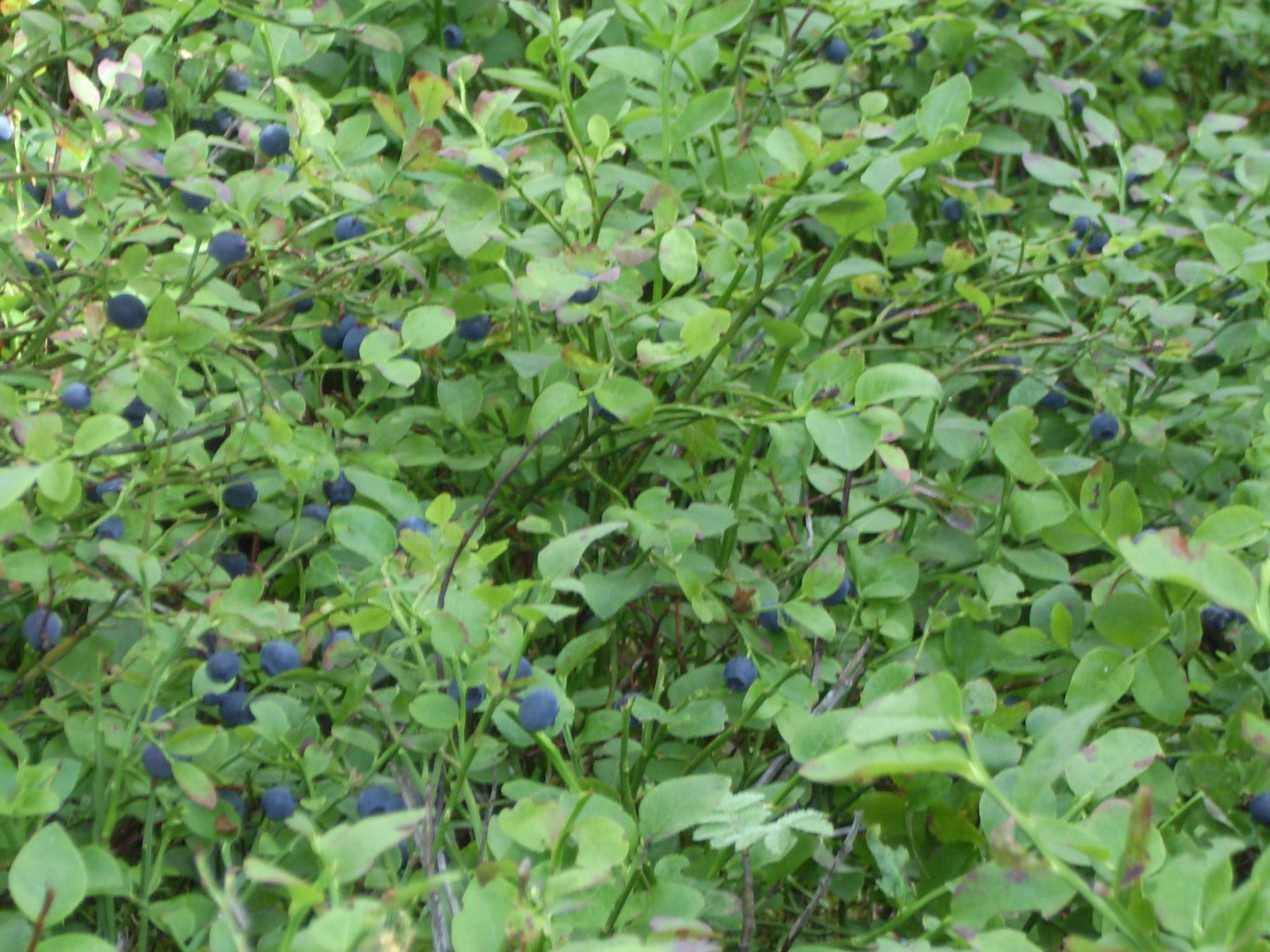 Gösen in Seenähe inklusive Ruderboot-Image-tags.info