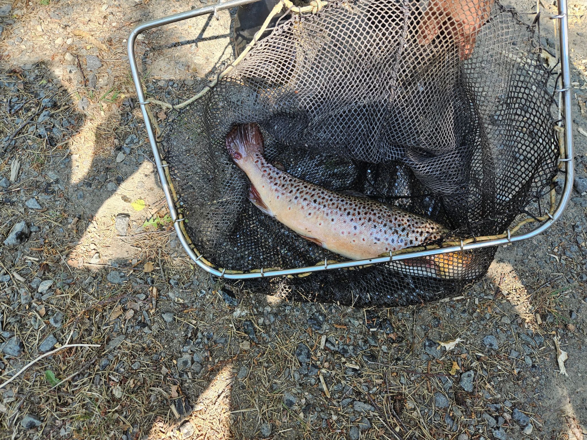 Gösen in Seenähe inklusive Ruderboot-Image-tags.info