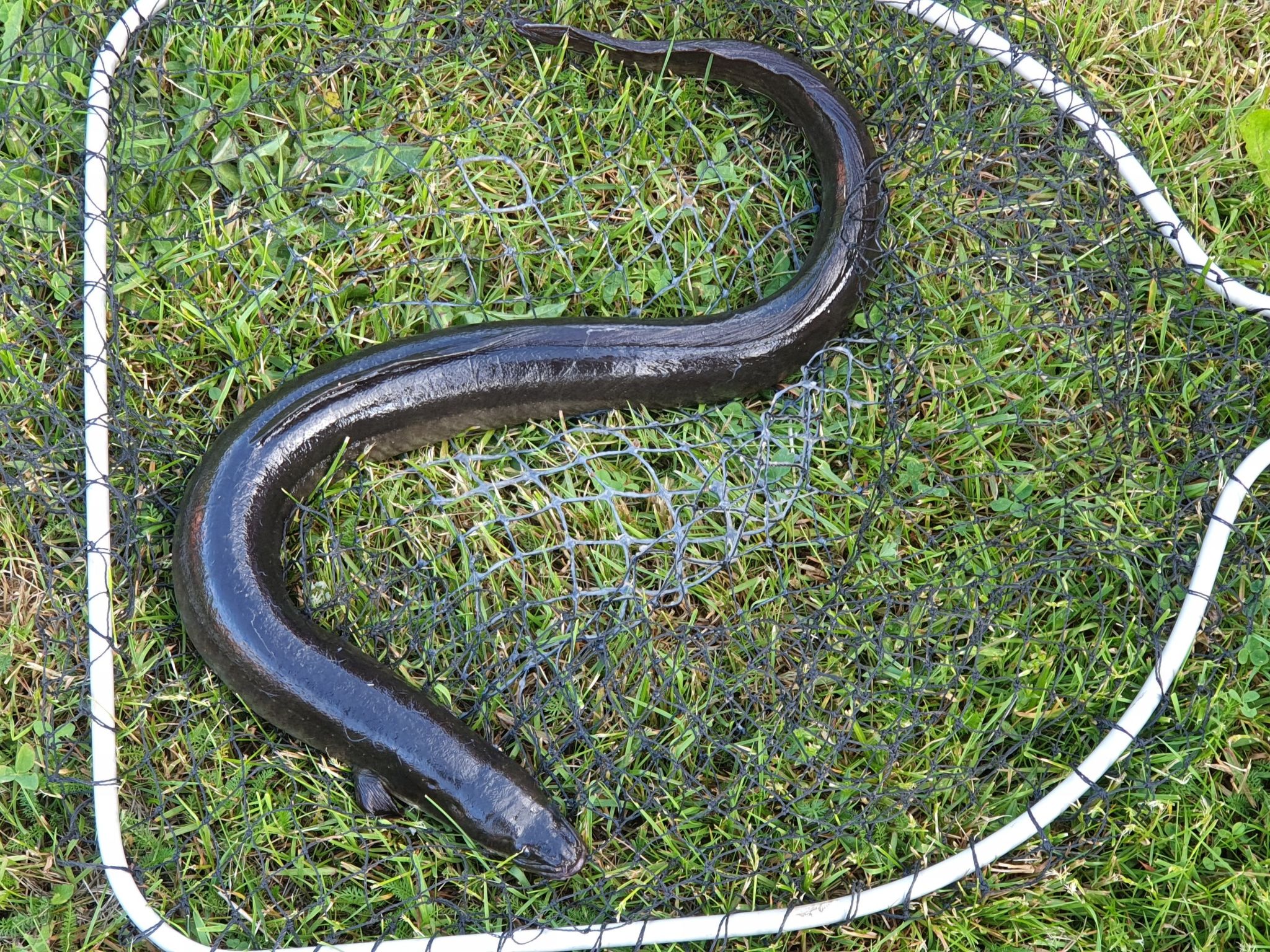 Gösen in Seenähe inklusive Ruderboot-Image-tags.info