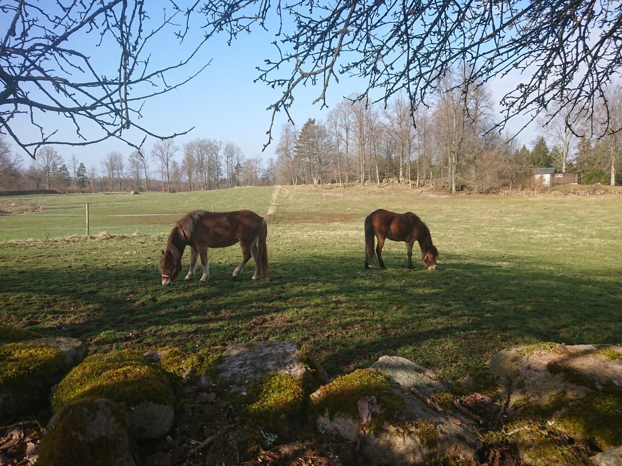 Gösen in Seenähe inklusive Ruderboot-Image-tags.info
