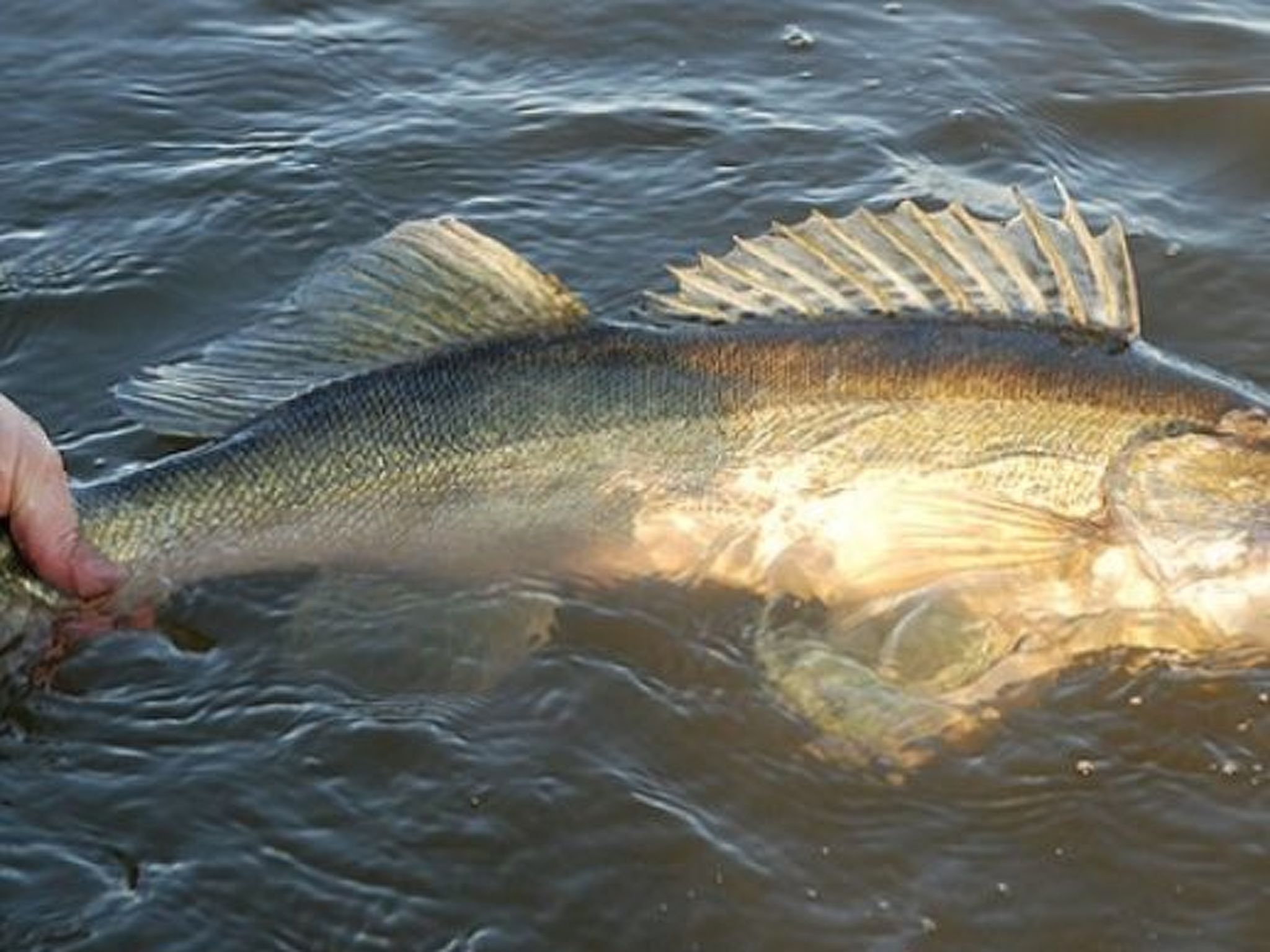 Abborren mit eigenem Ruderboot-Image-tags.info