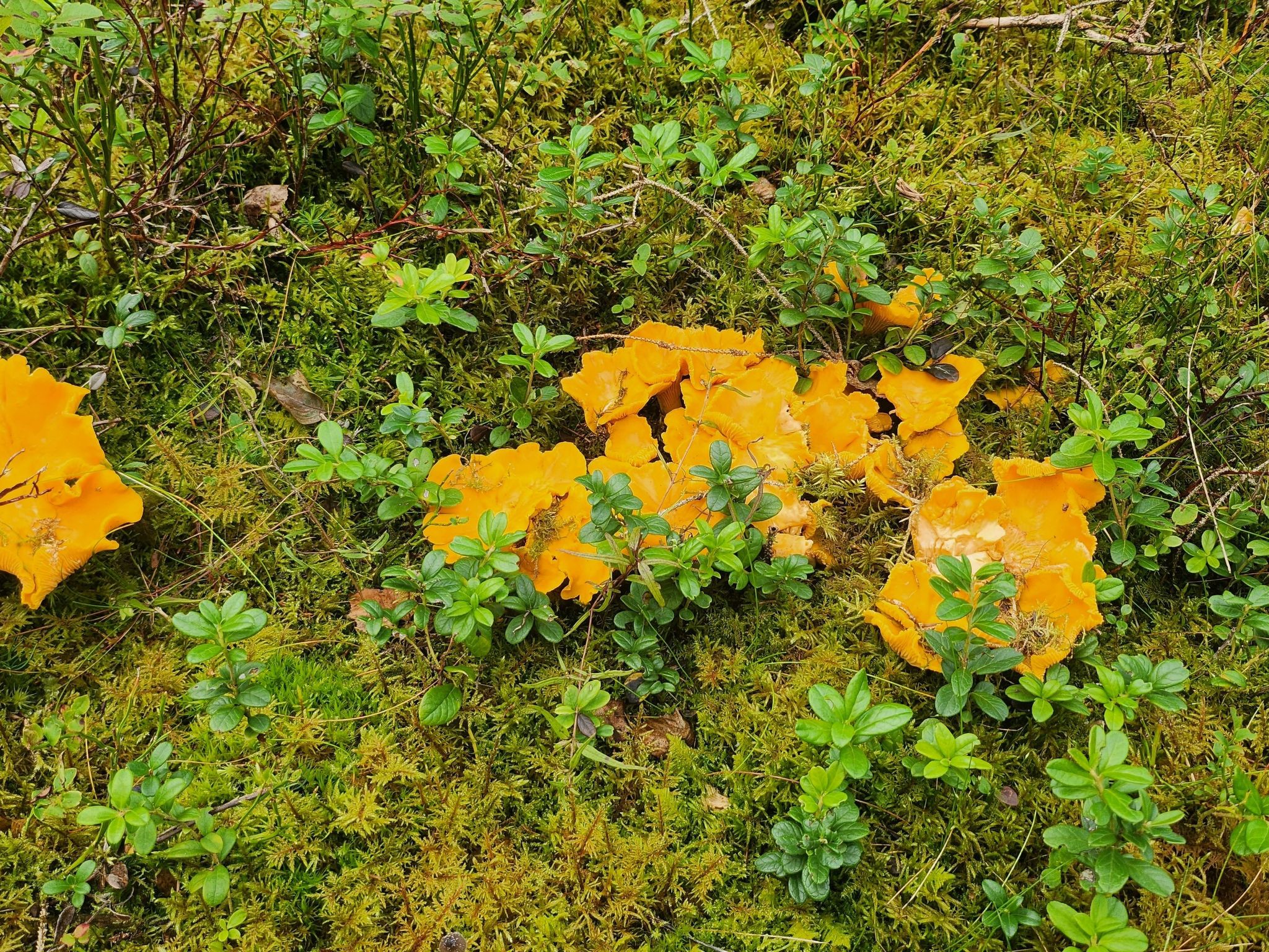 Abborren mit eigenem Ruderboot-Image-tags.info