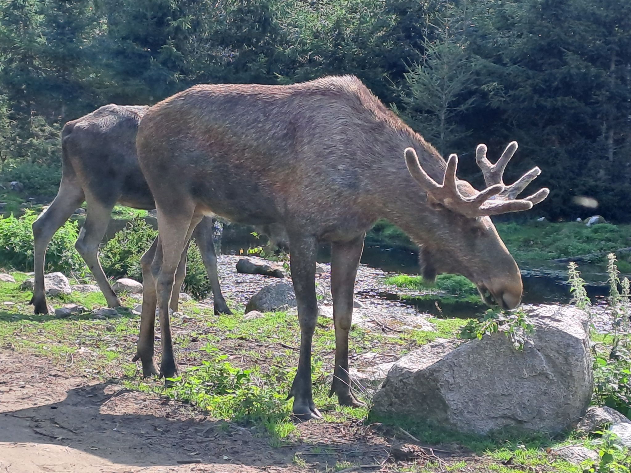 Im Herzen Smålands-Drinnen