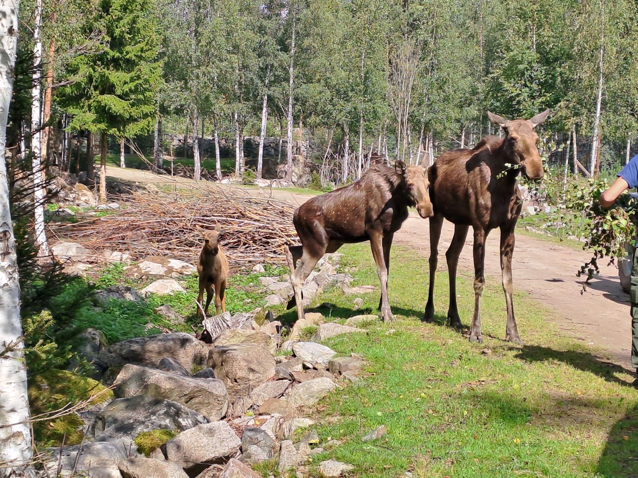 Im Herzen Smålands-Drinnen
