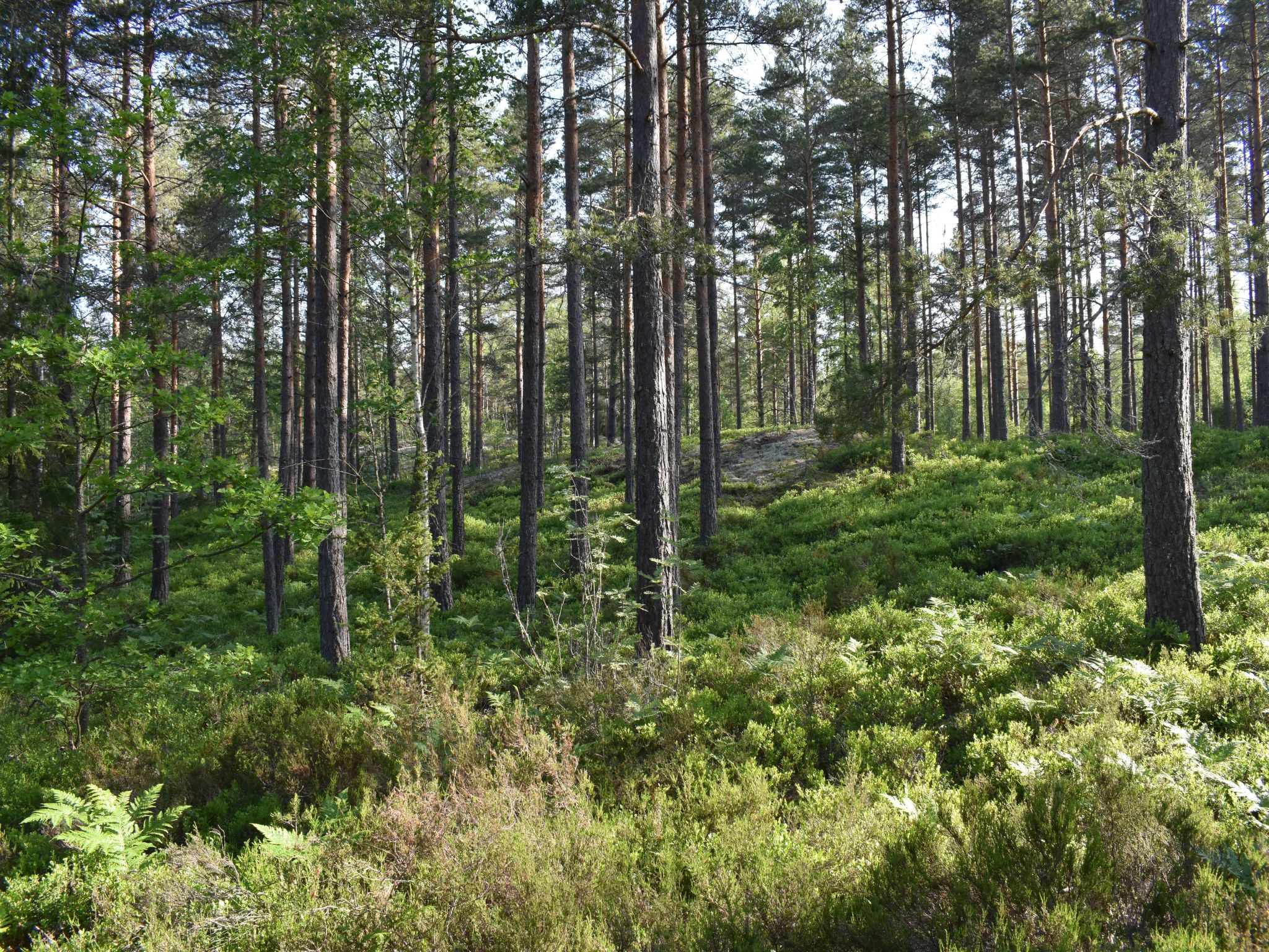 Typisch schwedisches Ferienhaus mit Garten-Drinnen