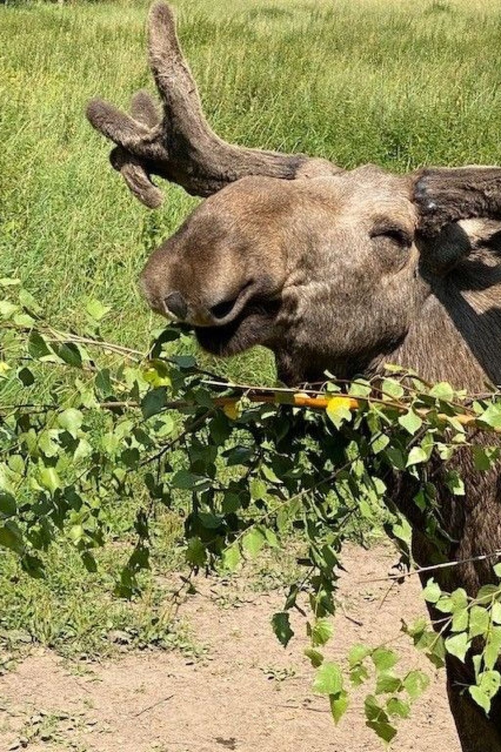 Charmantes Holzferienhaus mit Sauna-Drinnen
