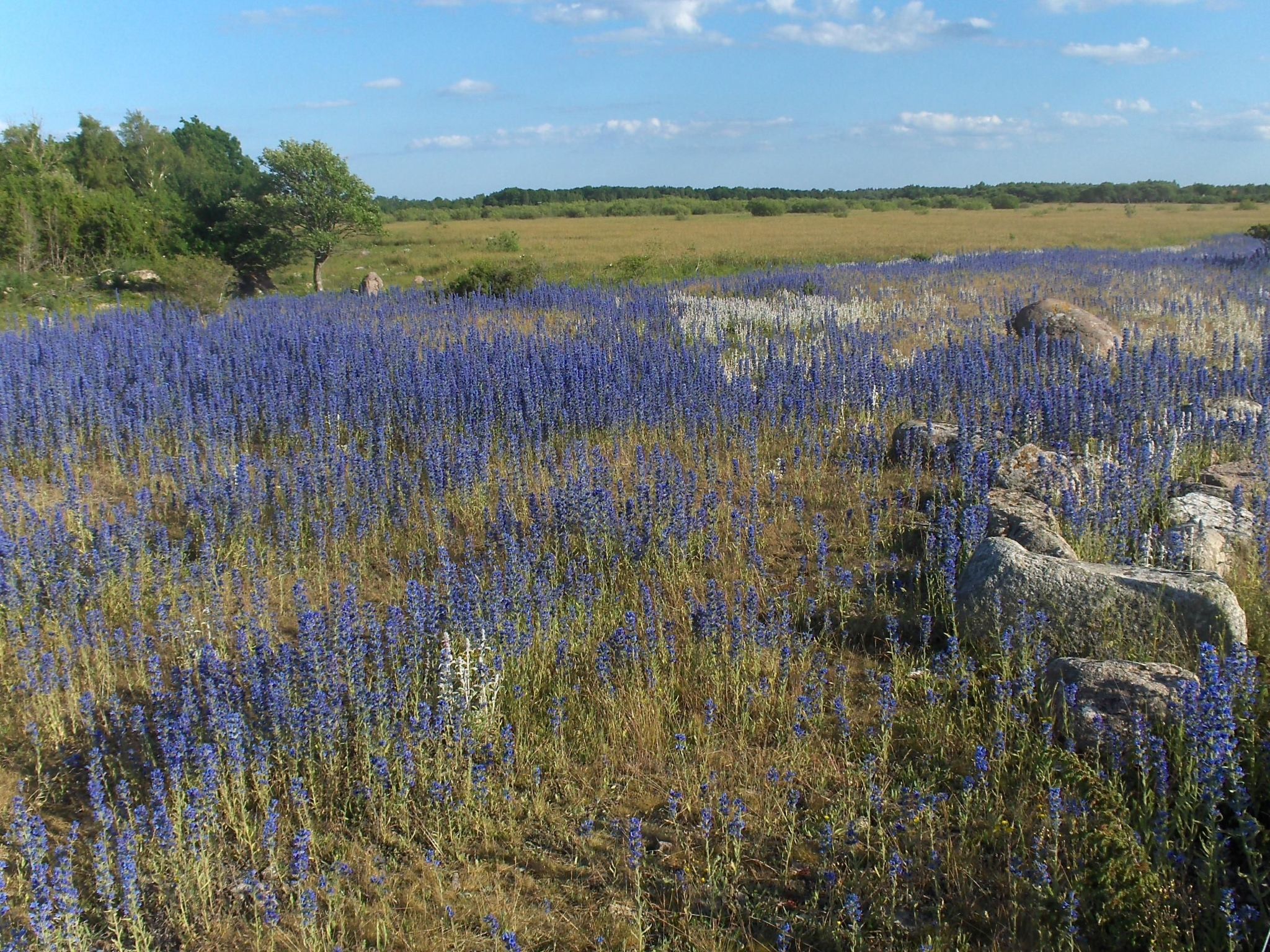 Gemütliches Ferienhaus Sjöstugan am Meer-Binnen