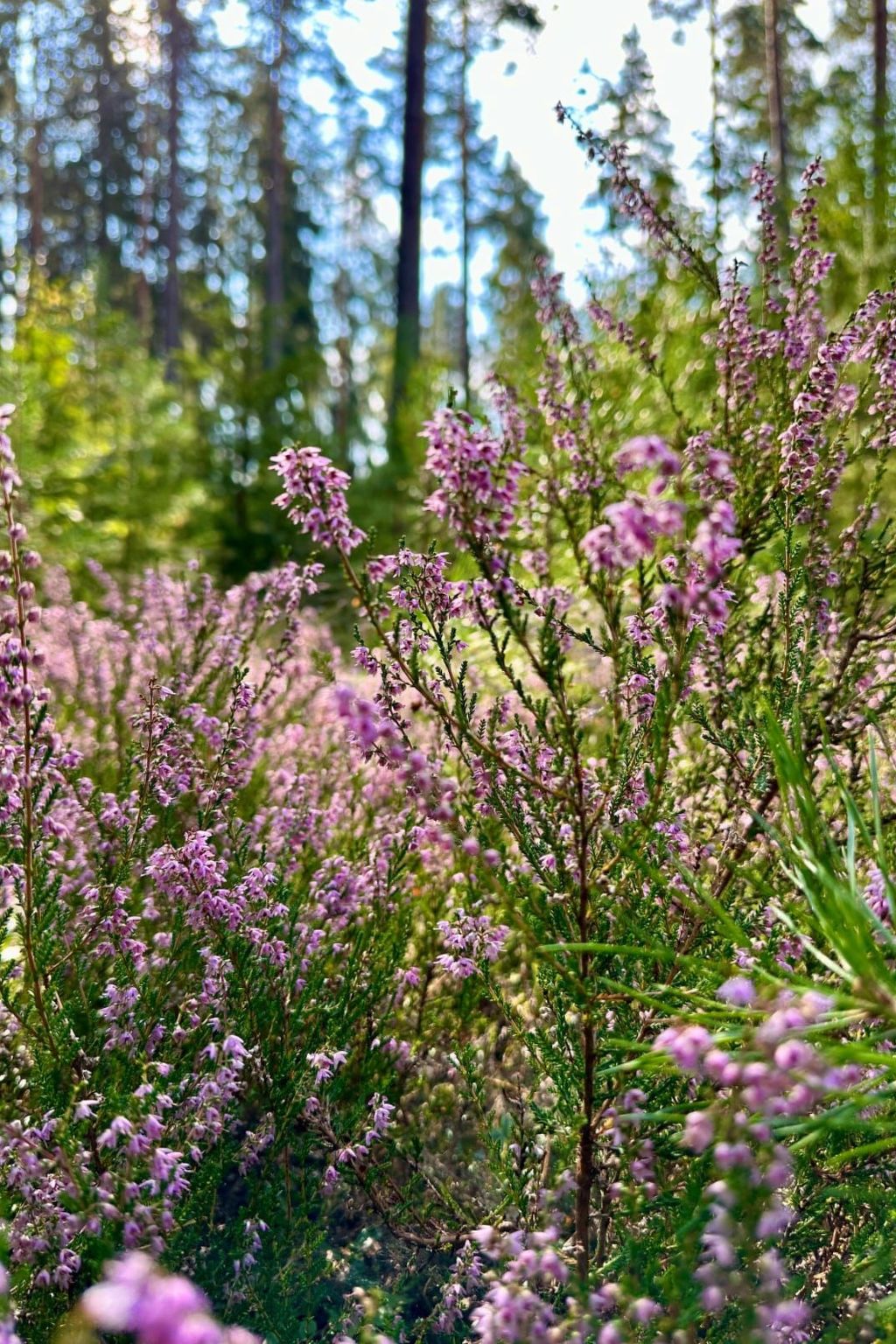 In Målilla Boote Sauna  See-Drinnen