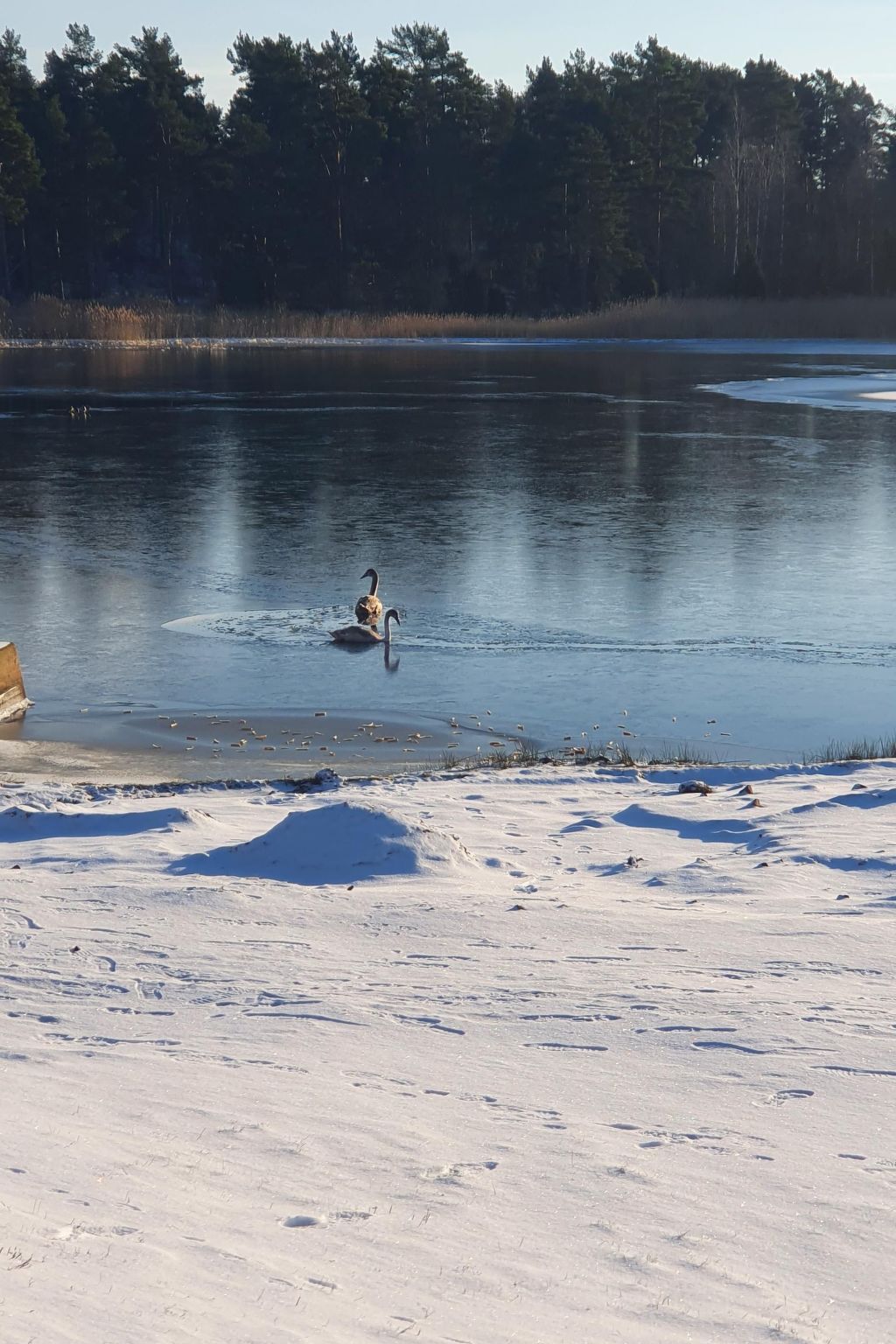Kleines, strandnahes Ferienhaus in Schweden-Image-tags.info