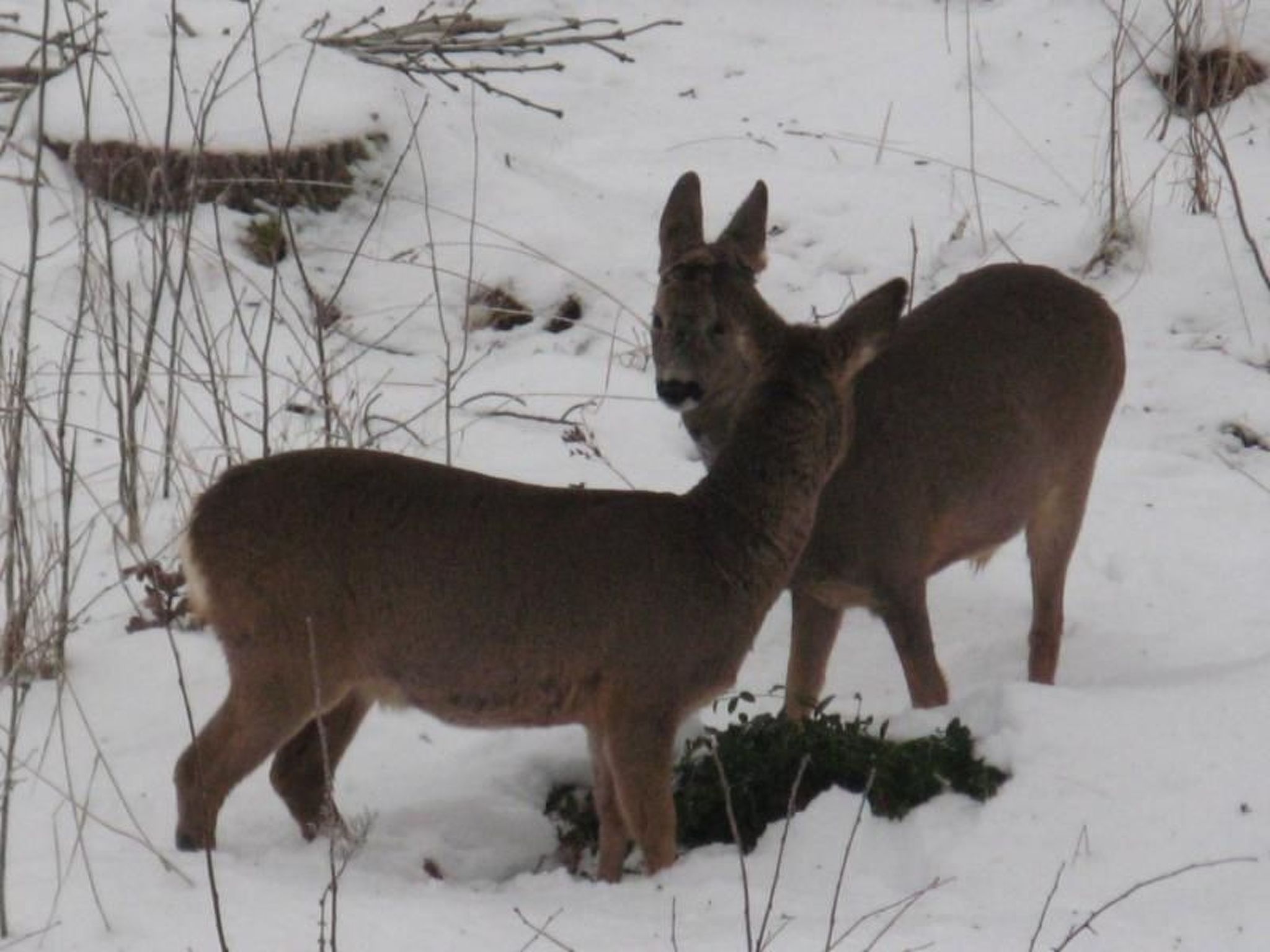 Idyllisches Bauernhaus in Småland-Binnen