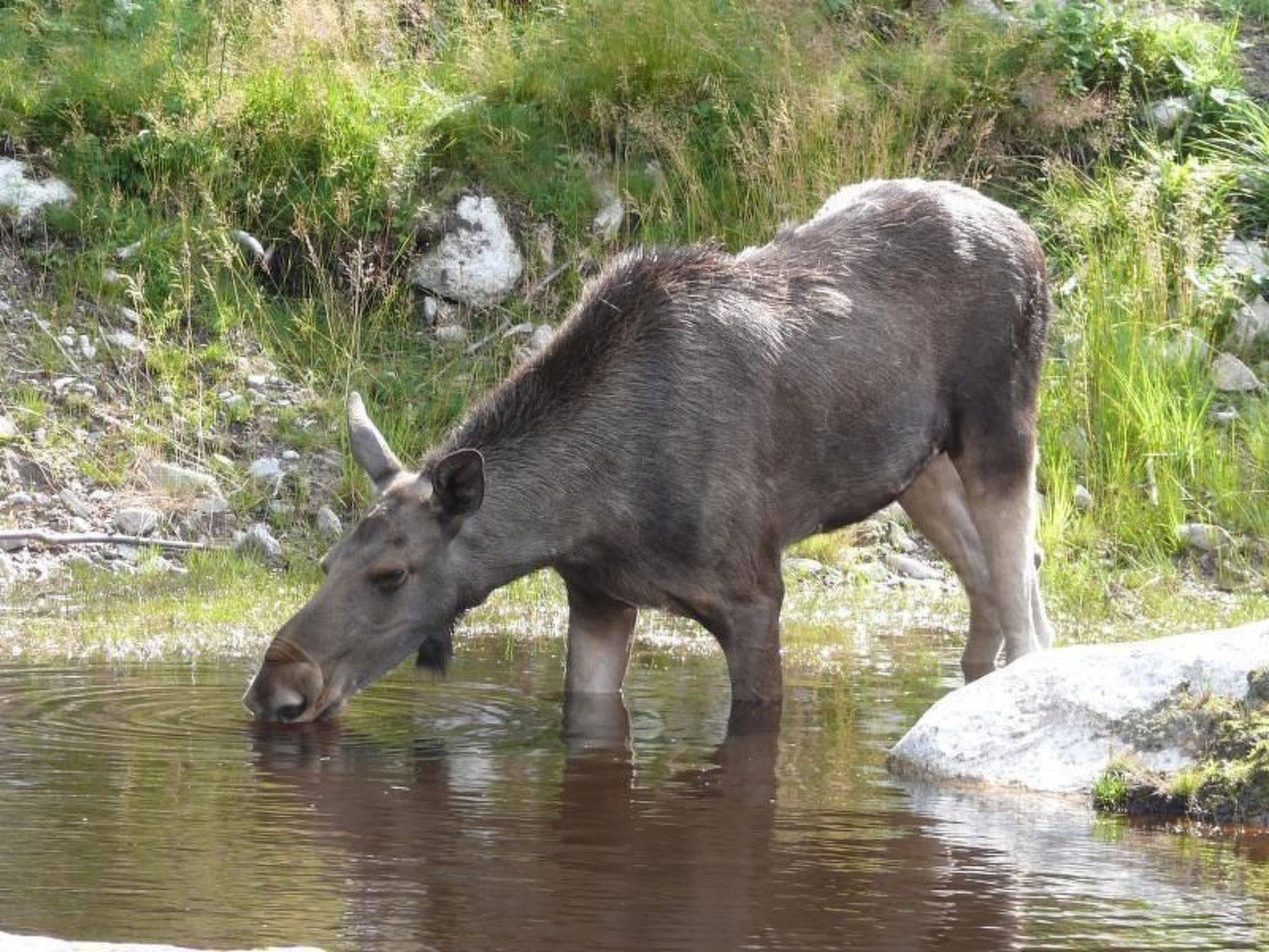 Idyllisches Bauernhaus in Småland-Binnen