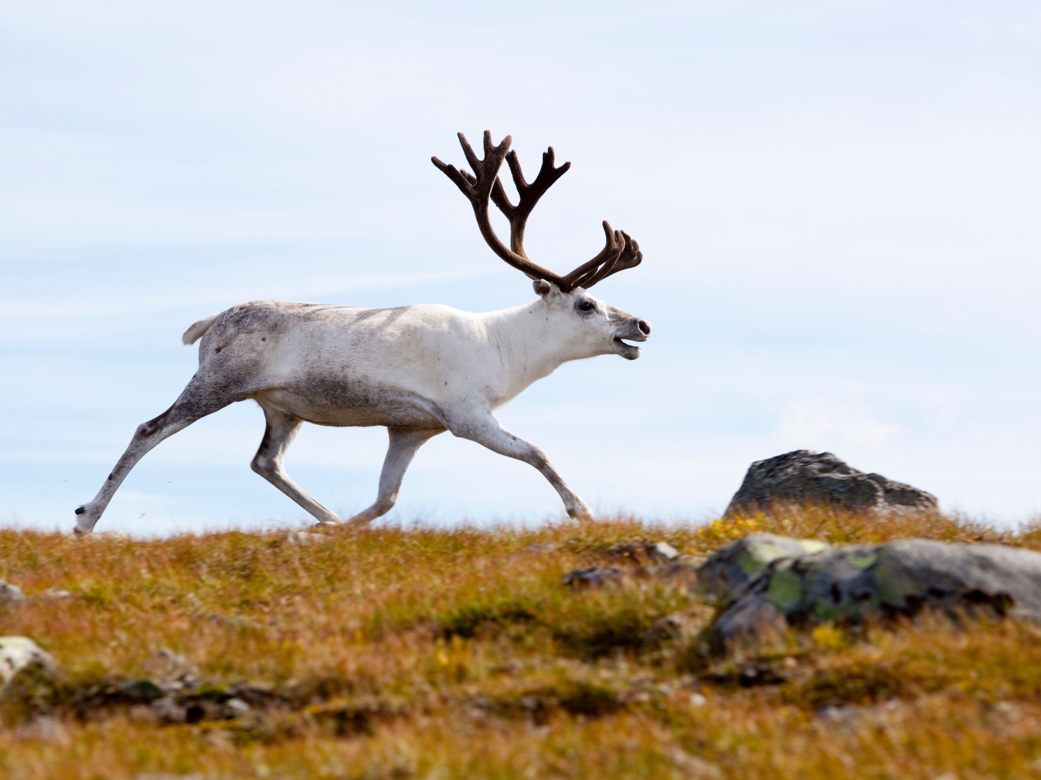 In Krokom und Seeblick-Image-tags.info