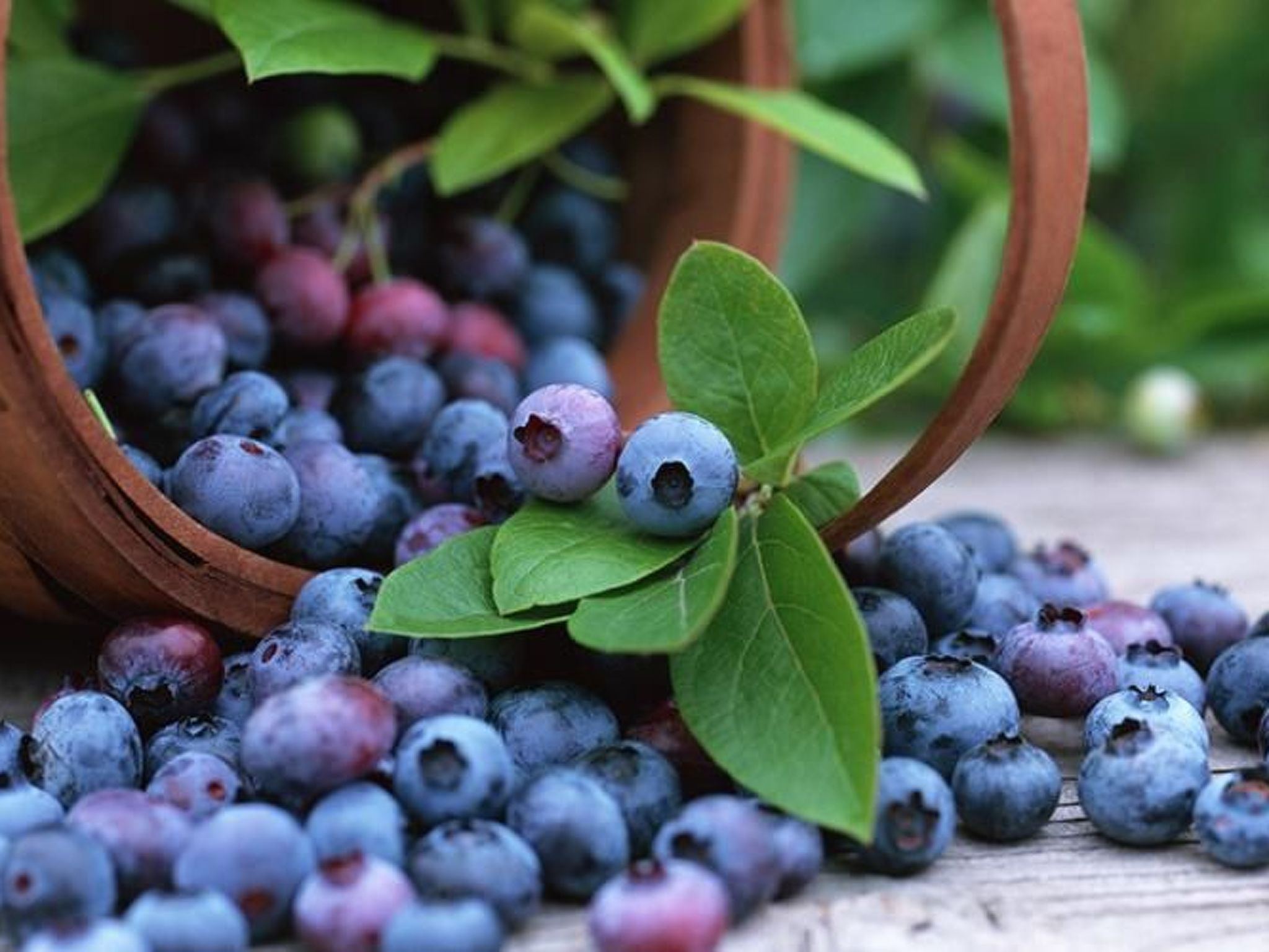 Holzhaus mit Terrasse, direkt an einer Bucht-Binnen