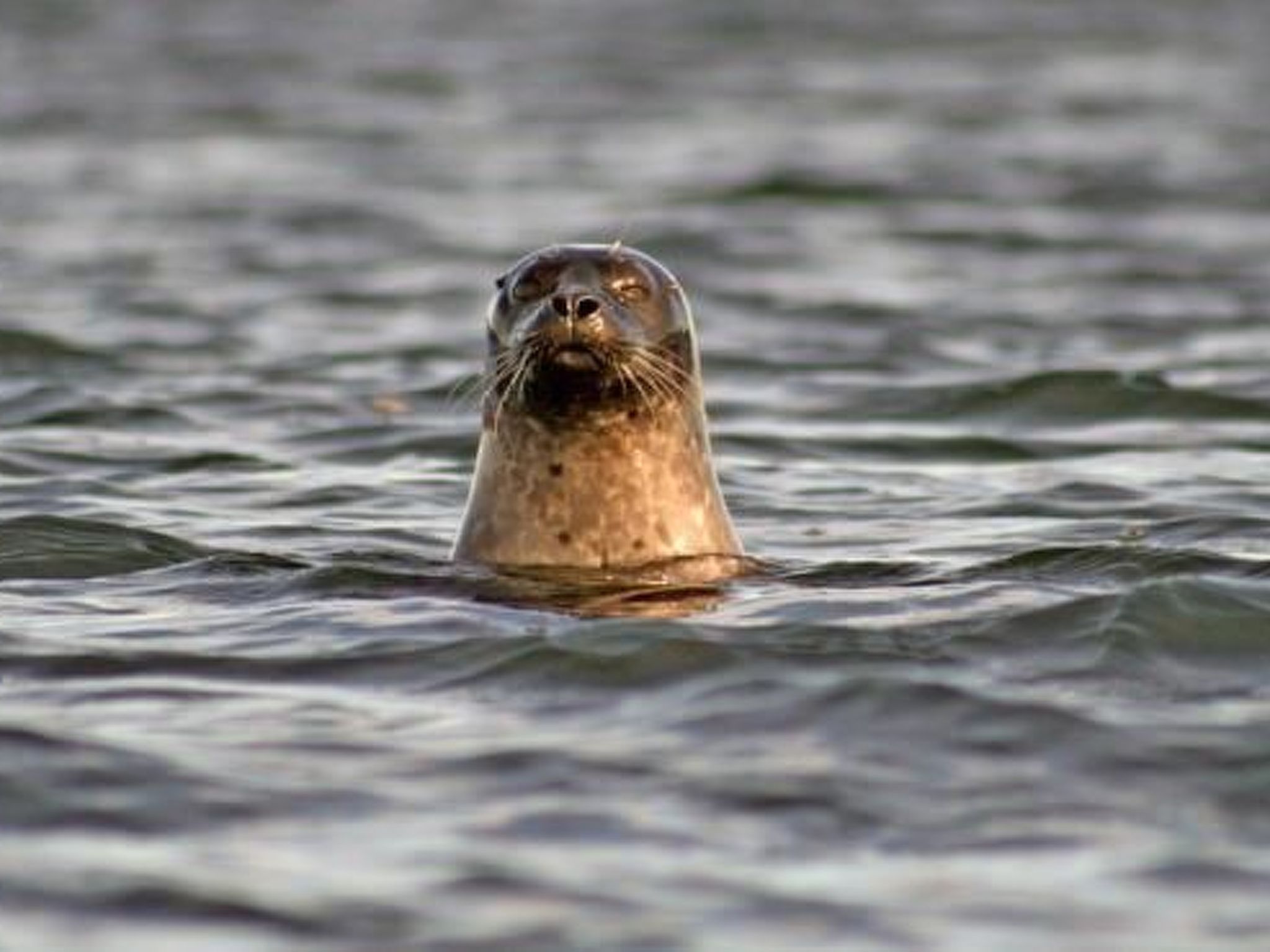 Holzhaus mit Terrasse, direkt an einer Bucht-Binnen