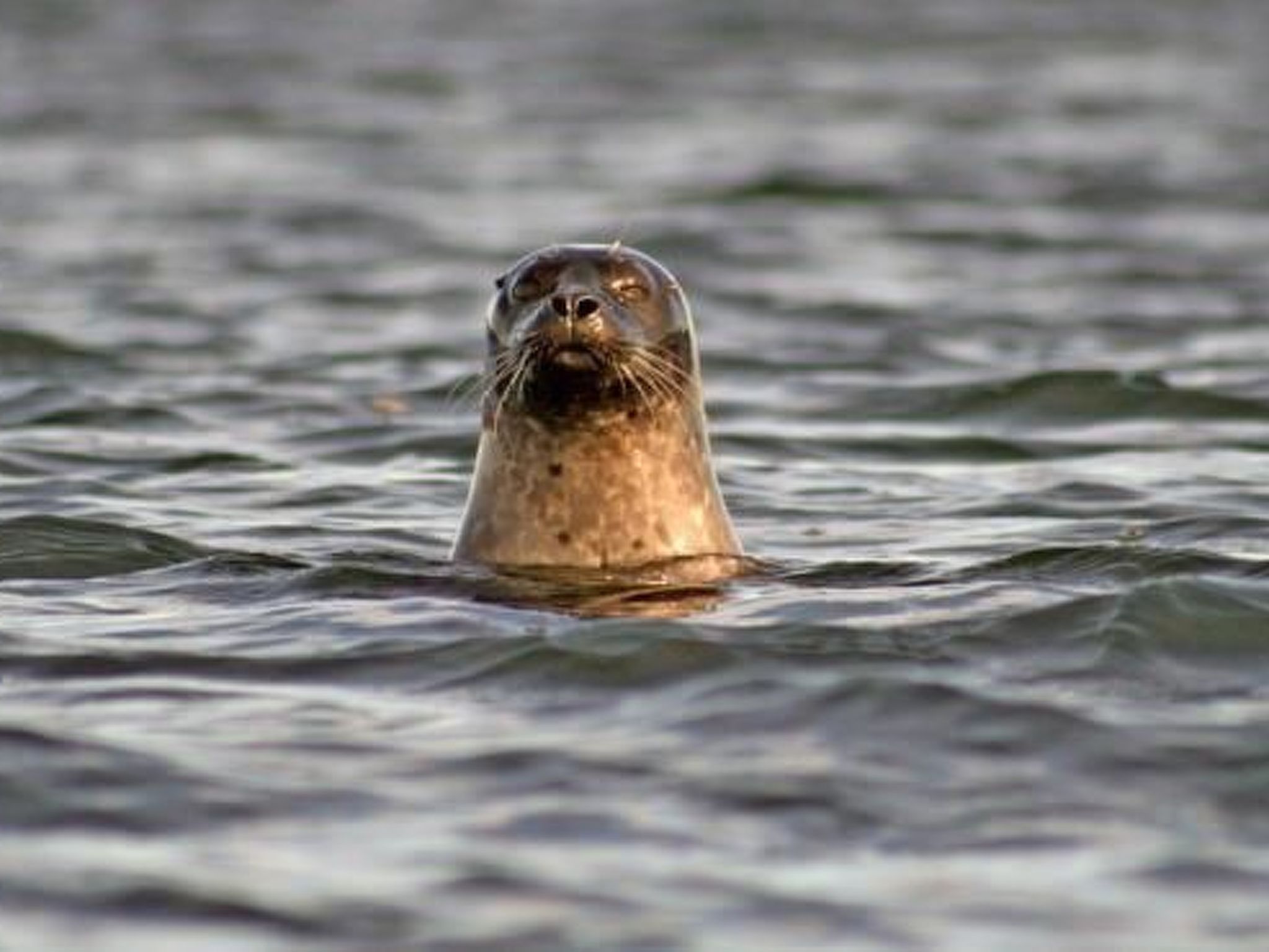 In Drag mit Möblierter Terrasse-Binnen