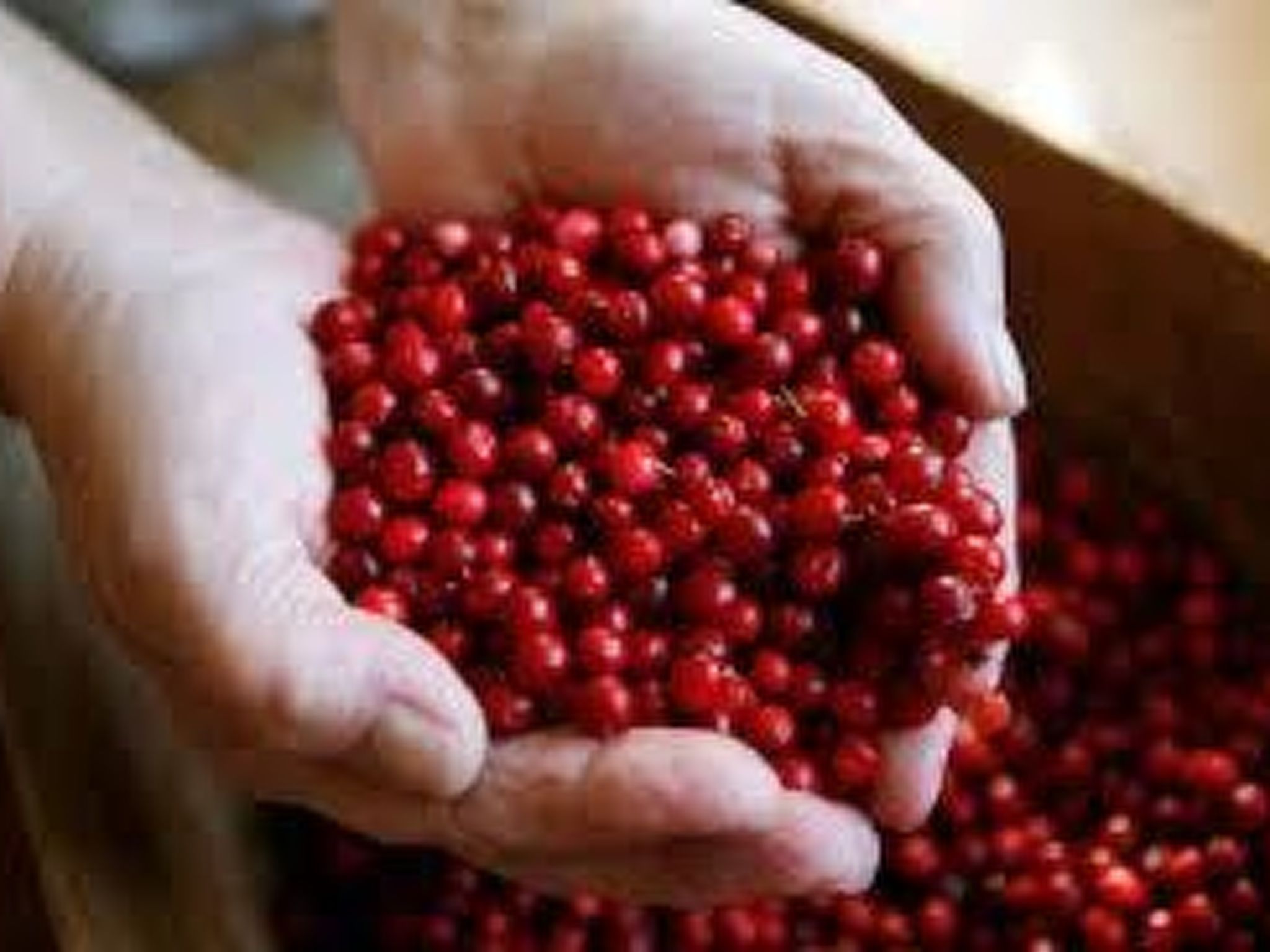 Komfortables Ferienhaus mit Garten