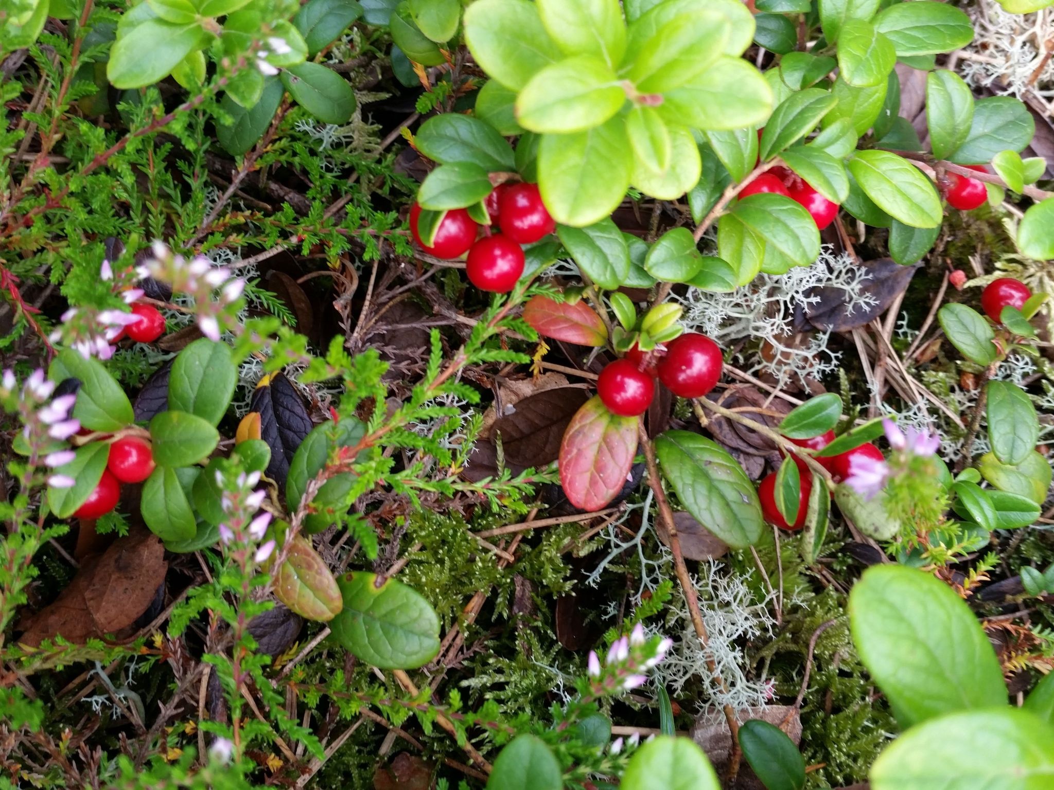 Bauernhaus-Wohnung bei Göta Älv in der Nähe von Göteborg-Binnen