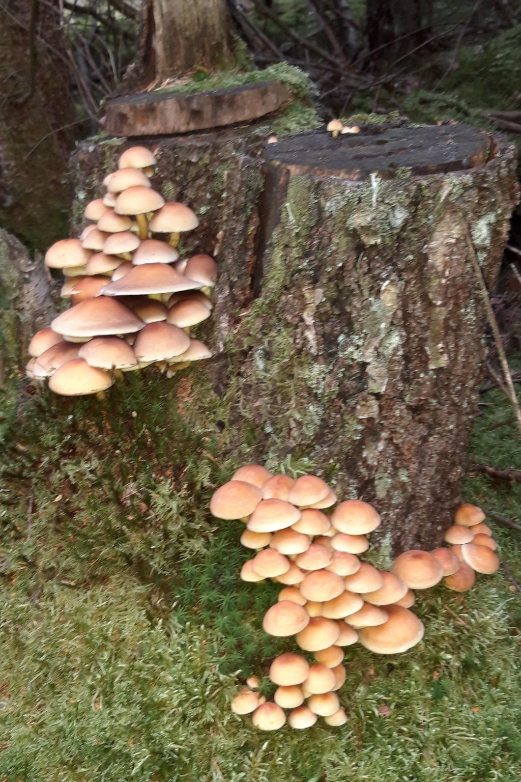 Bauernhaus-Wohnung bei Göta Älv in der Nähe von Göteborg-Binnen
