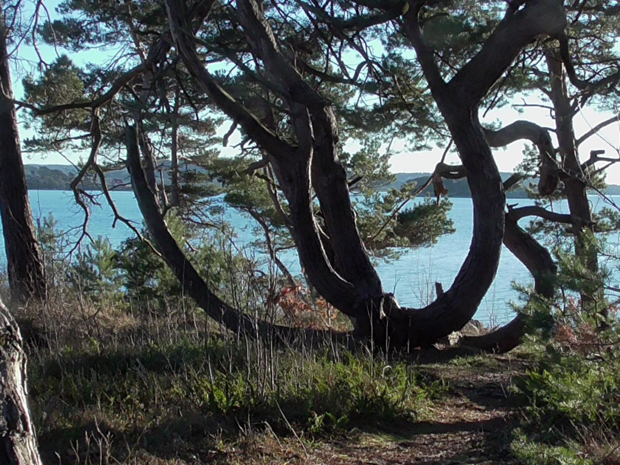 Wunderschönes Cottage "Traum von Wald und Meer"-Binnen