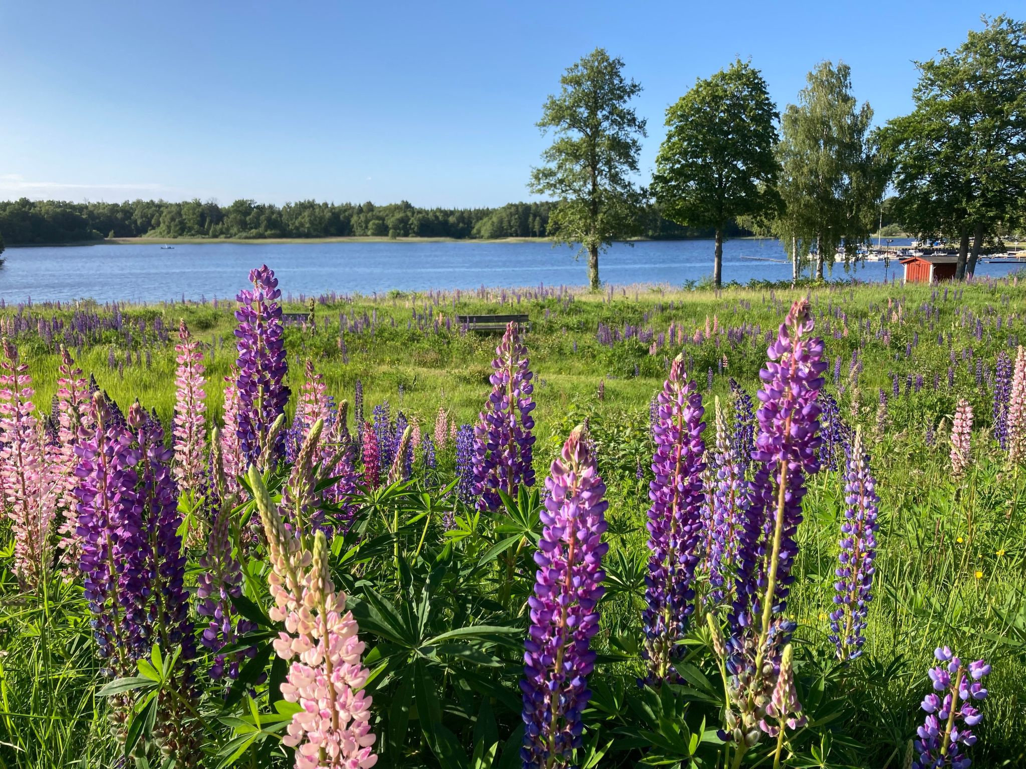 Blombacker-Image-tags.info